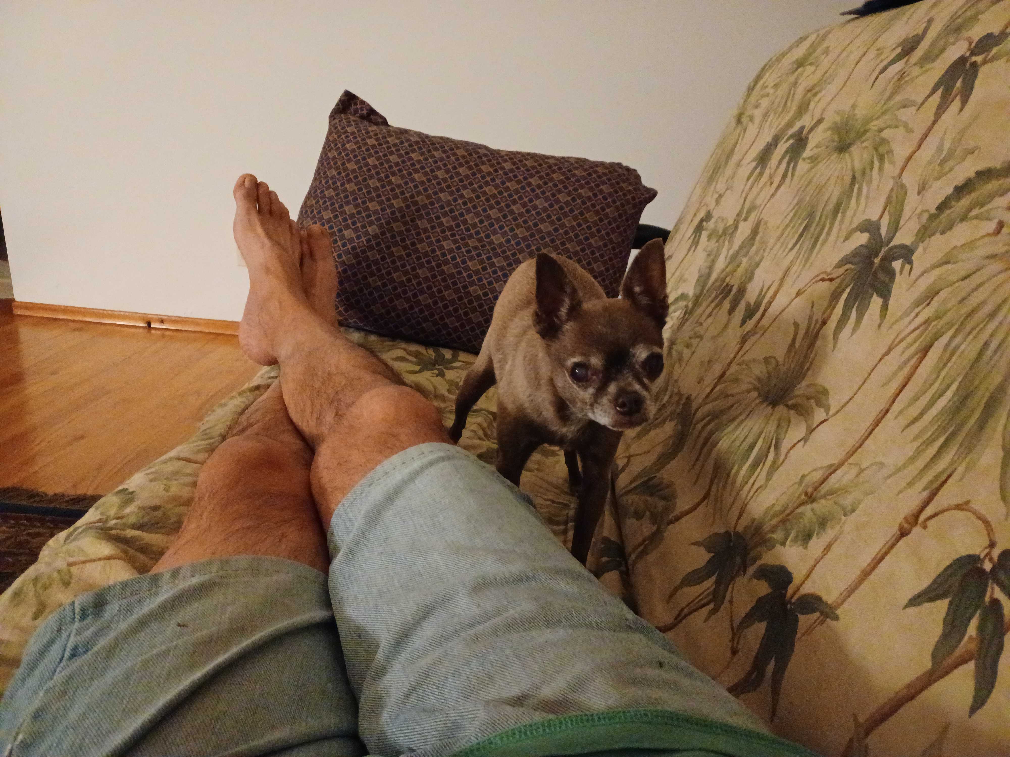 /lostandfound/images/lnfpets/original/157438_photo.jpg