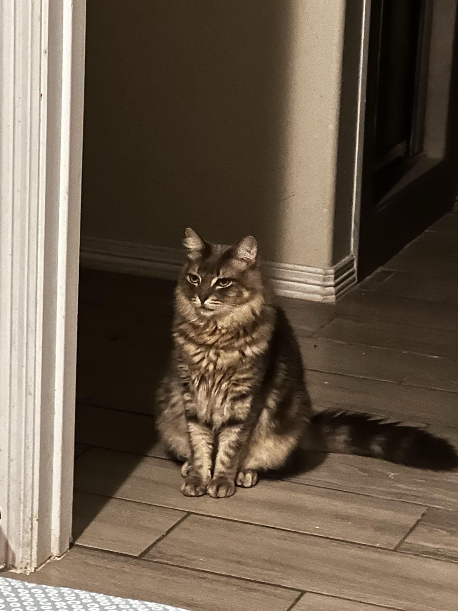 /lostandfound/images/lnfpets/original/157453_photo.jpeg