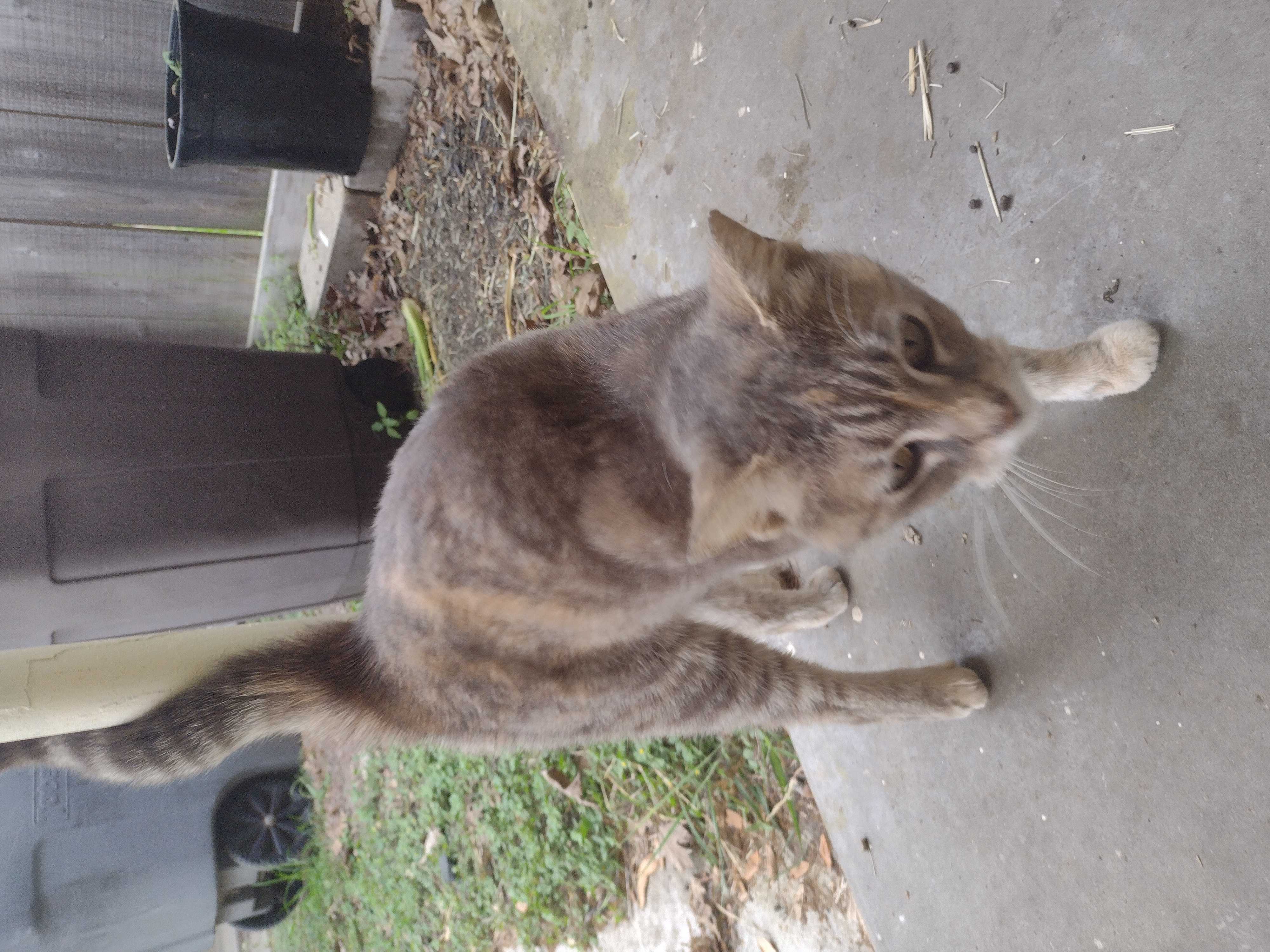 /lostandfound/images/lnfpets/original/157505_photo.jpg