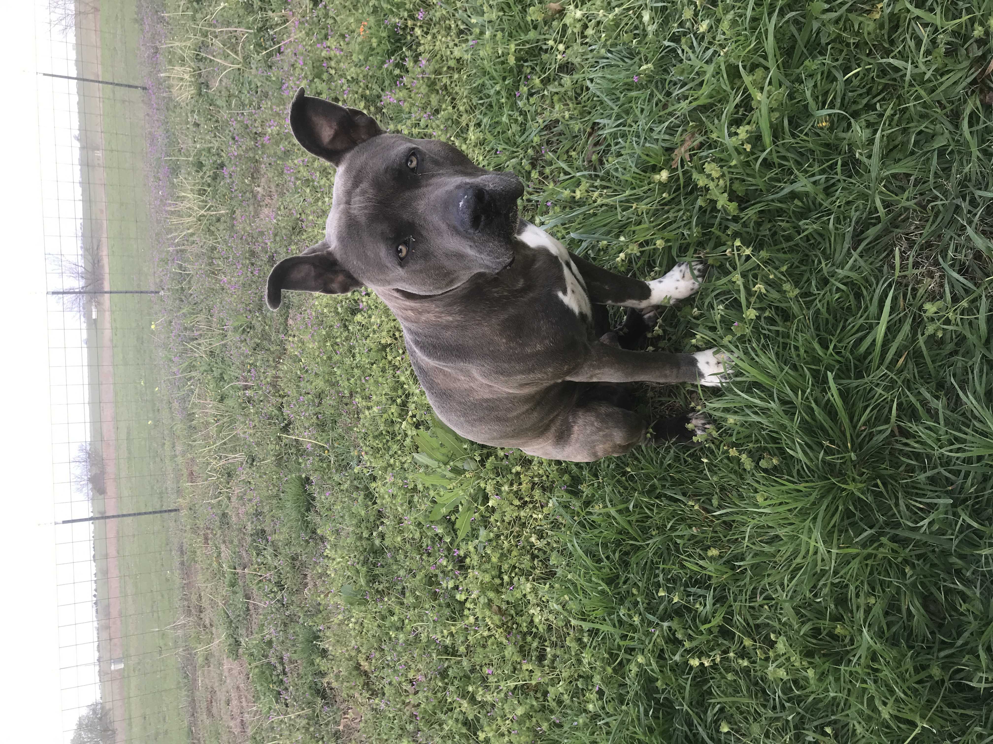 /lostandfound/images/lnfpets/original/157512_photo.jpeg