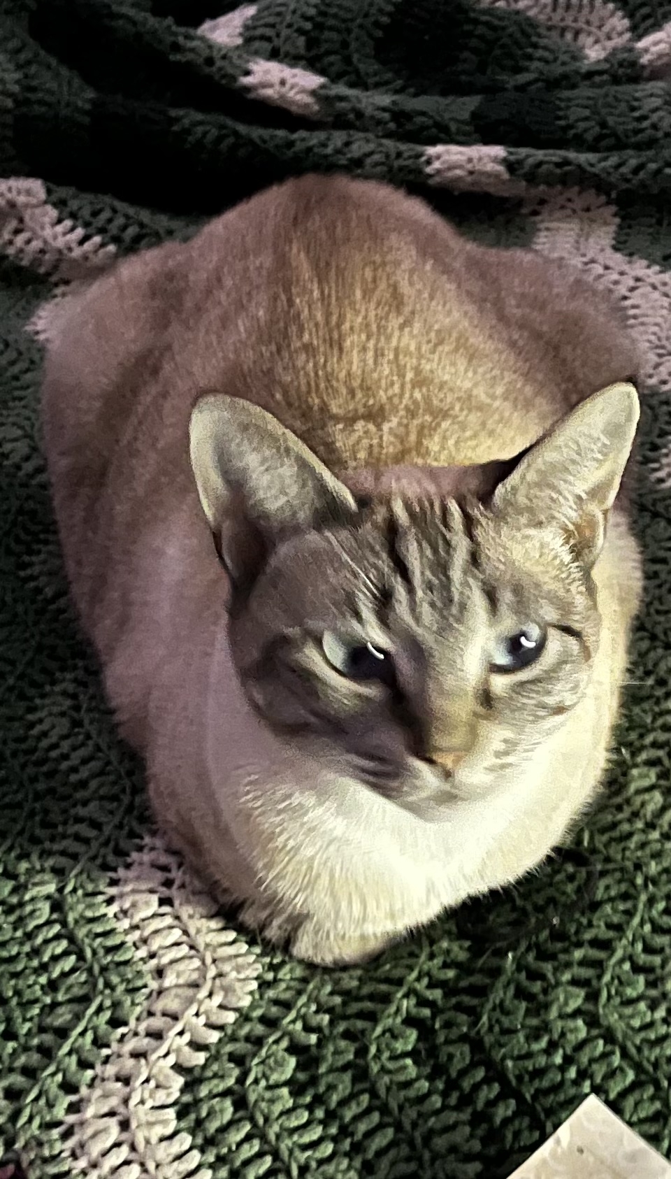 /lostandfound/images/lnfpets/original/157573_photo.jpeg