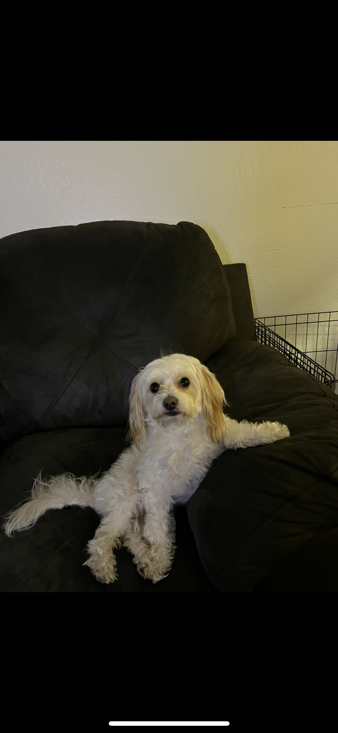 /lostandfound/images/lnfpets/original/157586_photo.png