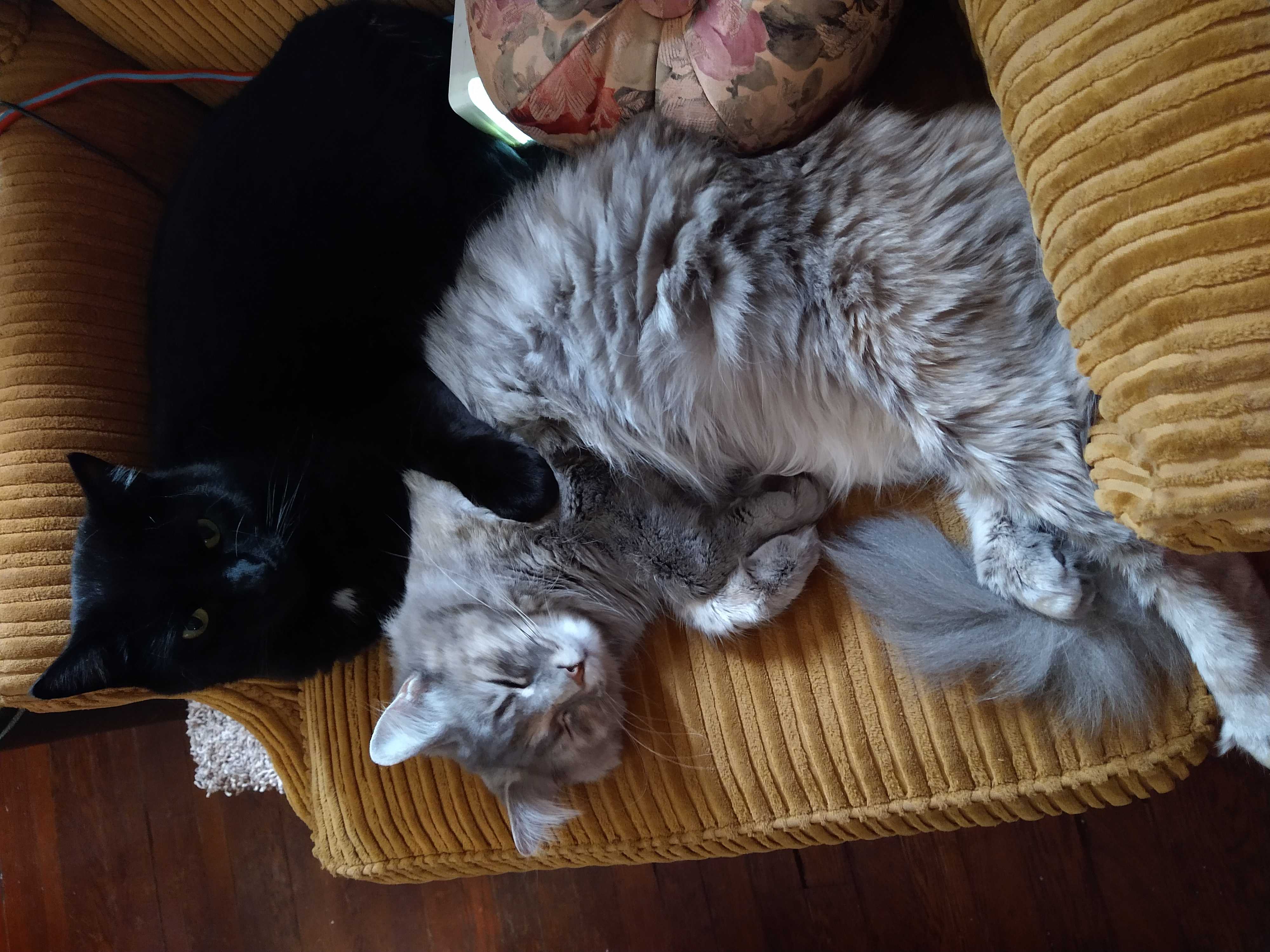 /lostandfound/images/lnfpets/original/157606_photo.jpg