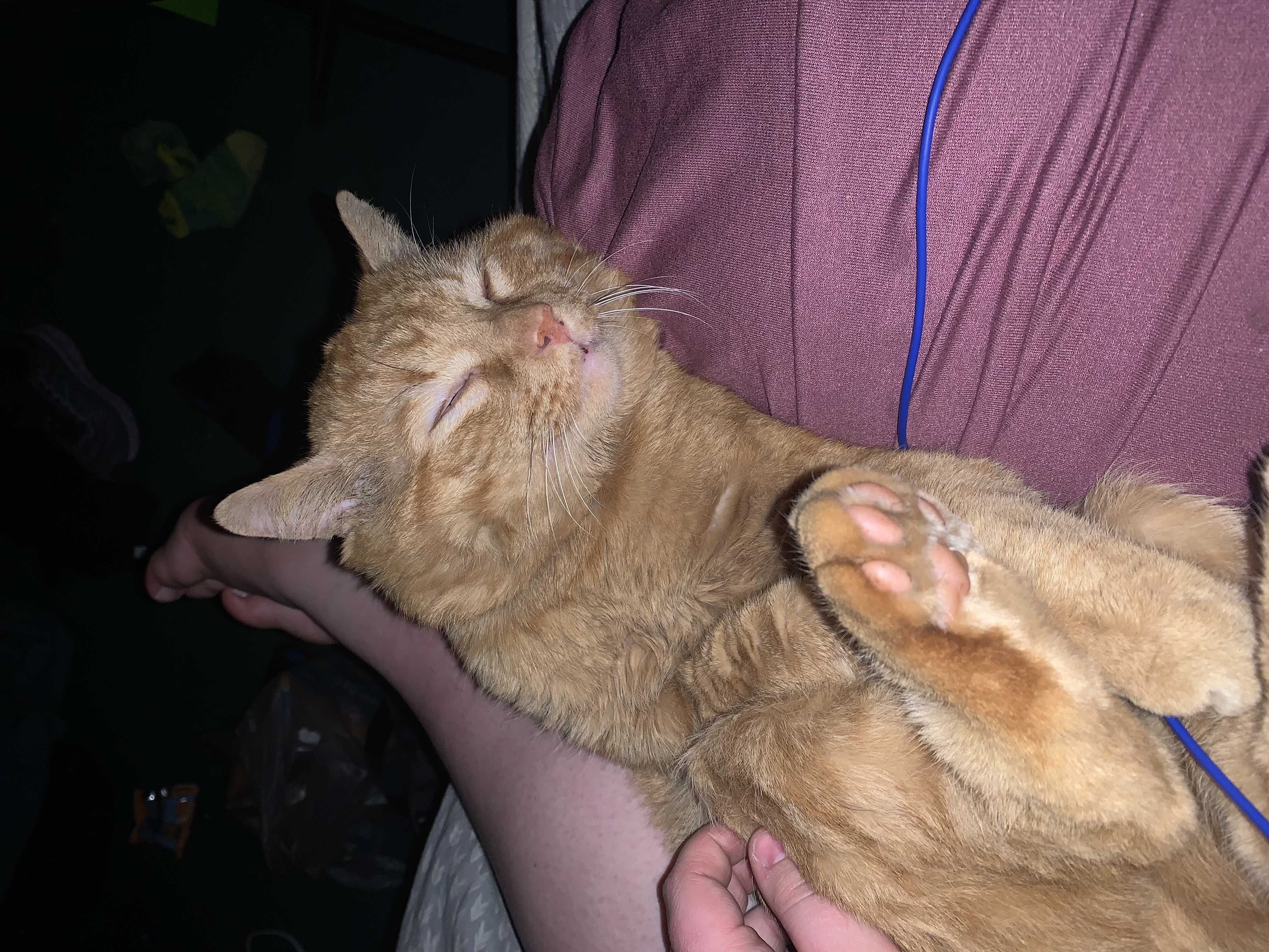 /lostandfound/images/lnfpets/original/157607_photo.jpeg