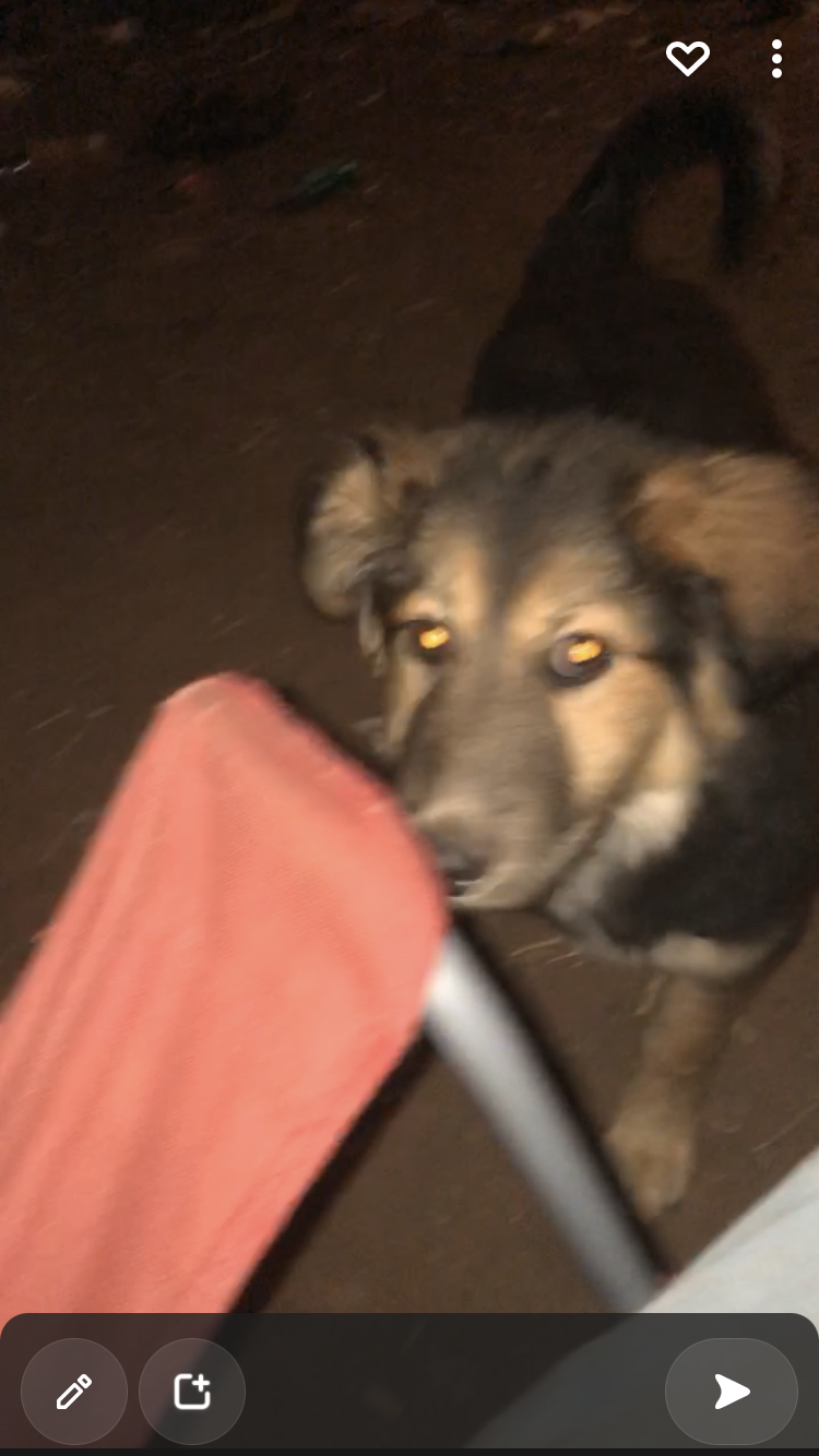 /lostandfound/images/lnfpets/original/157618_photo.png