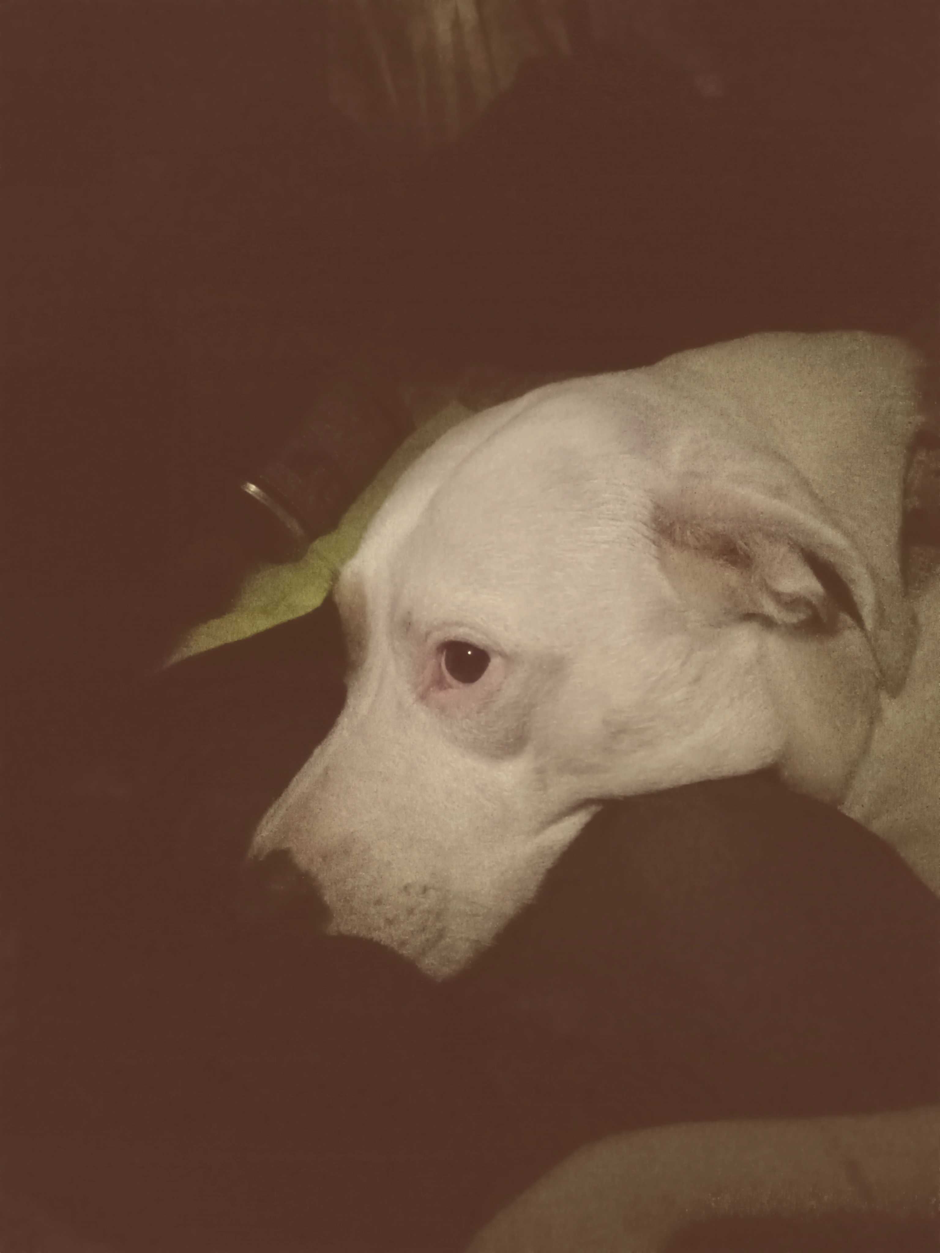 /lostandfound/images/lnfpets/original/157635_photo.jpg