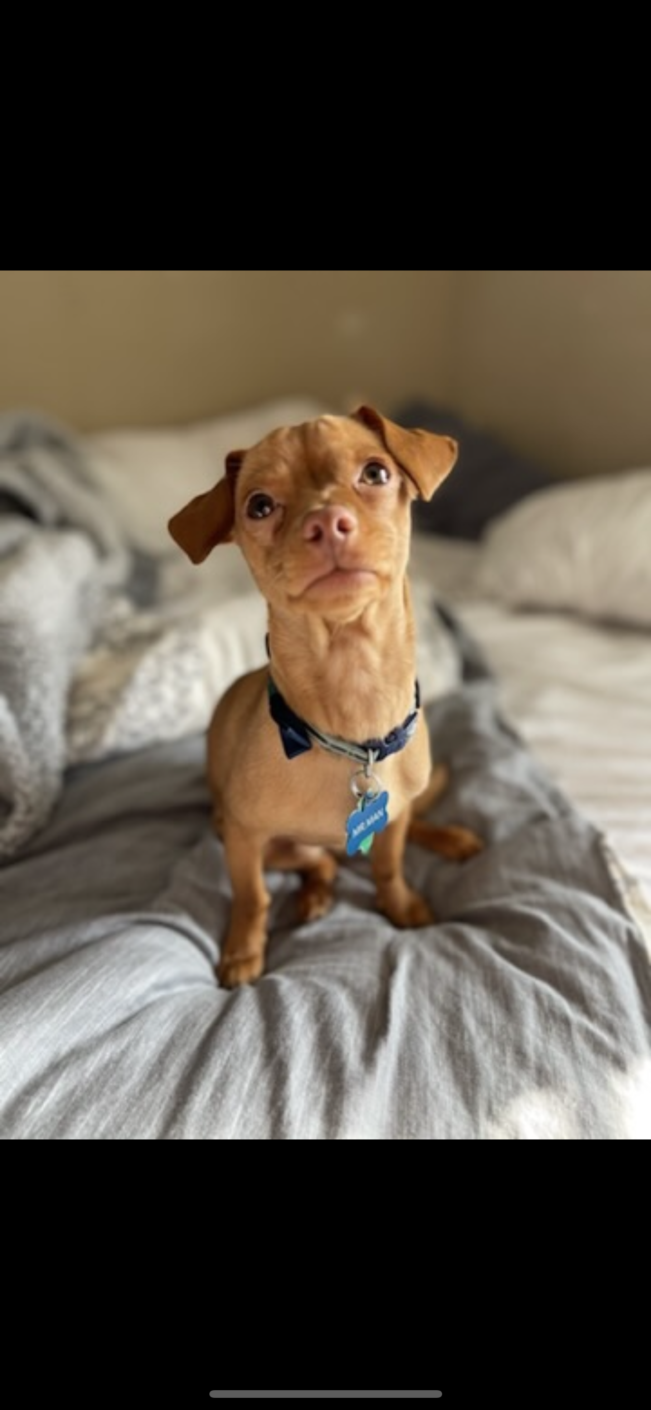 /lostandfound/images/lnfpets/original/157655_photo.png