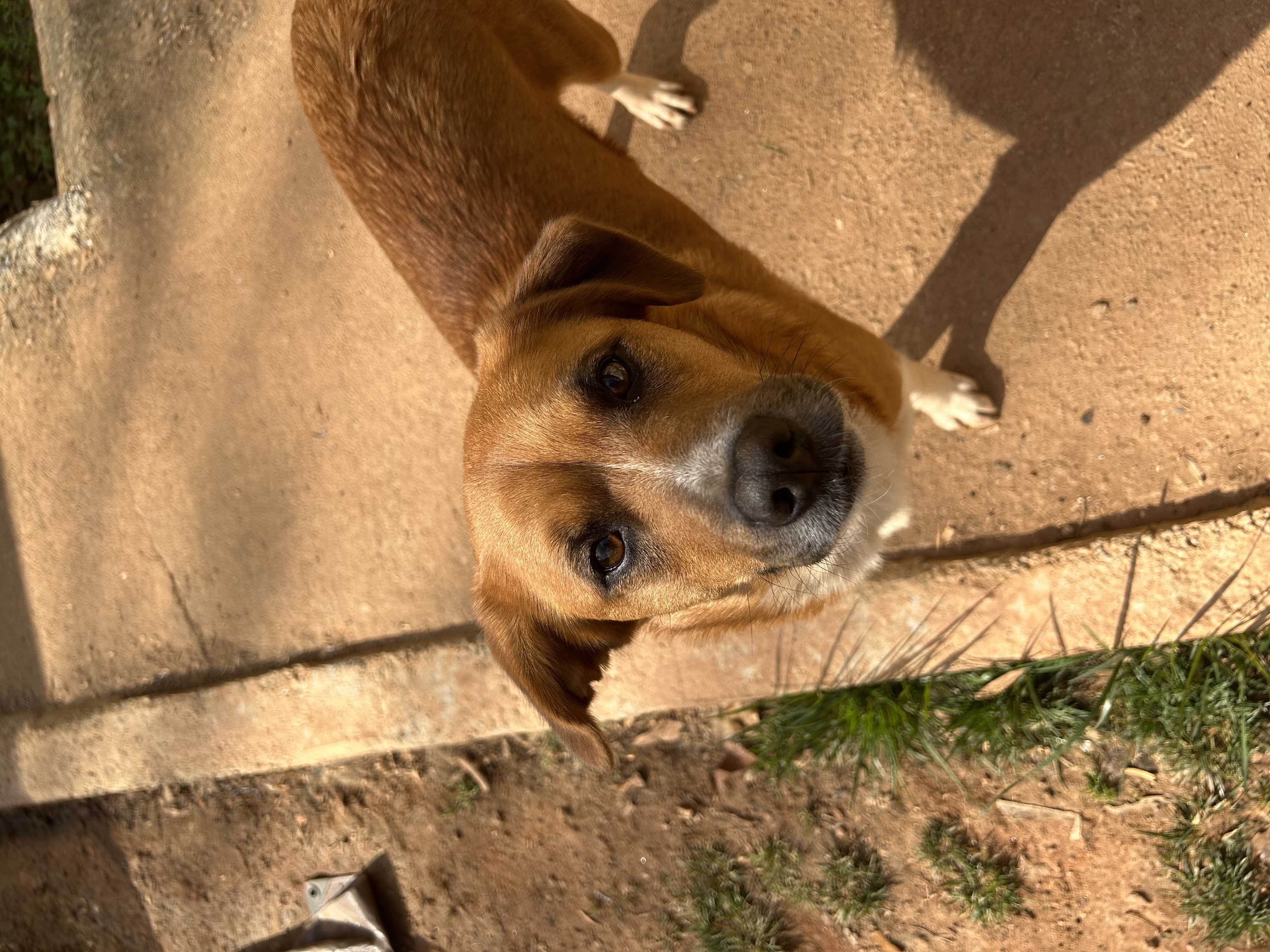 /lostandfound/images/lnfpets/original/157661_photo.jpeg