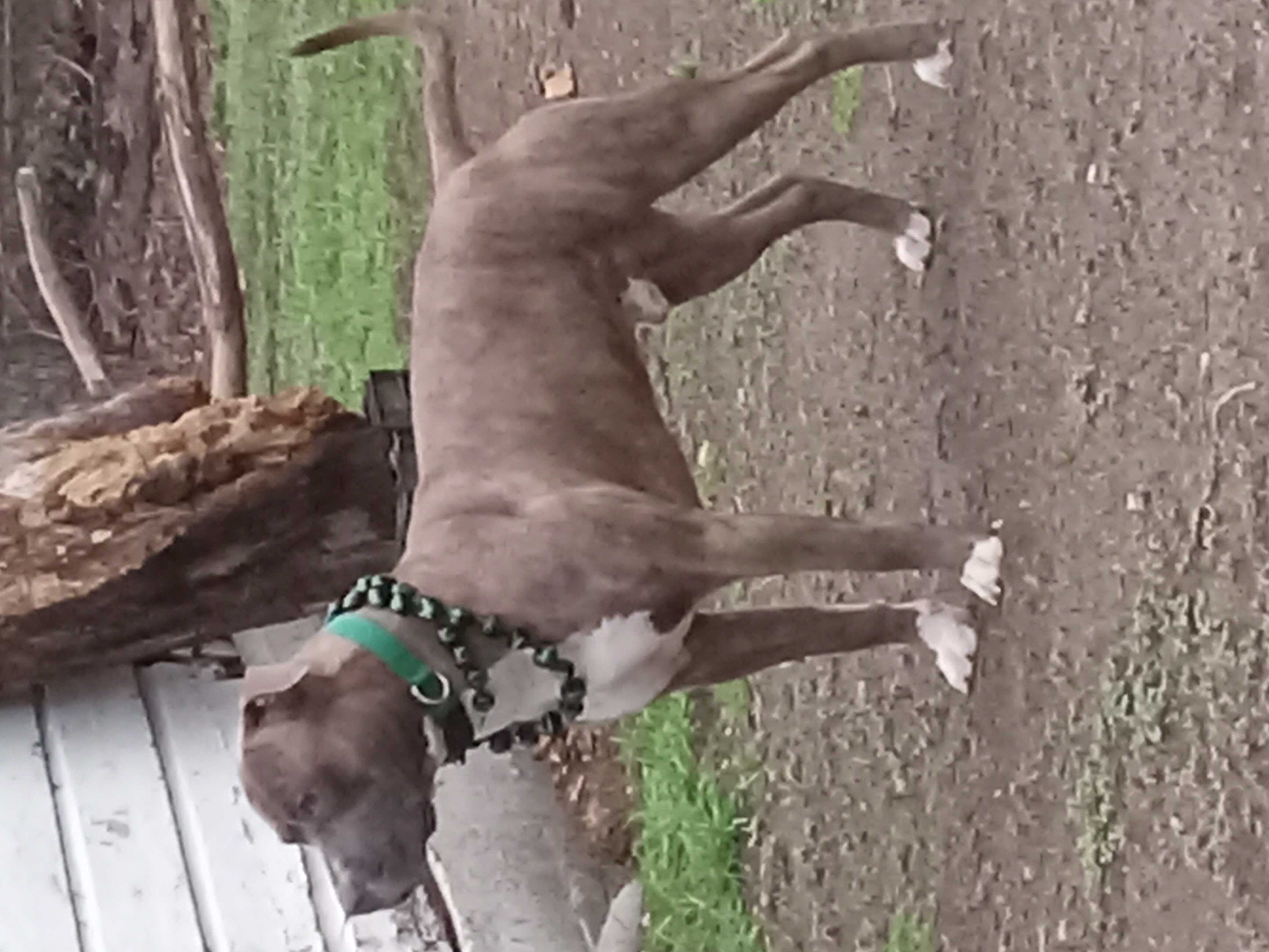 /lostandfound/images/lnfpets/original/157676_photo.jpg