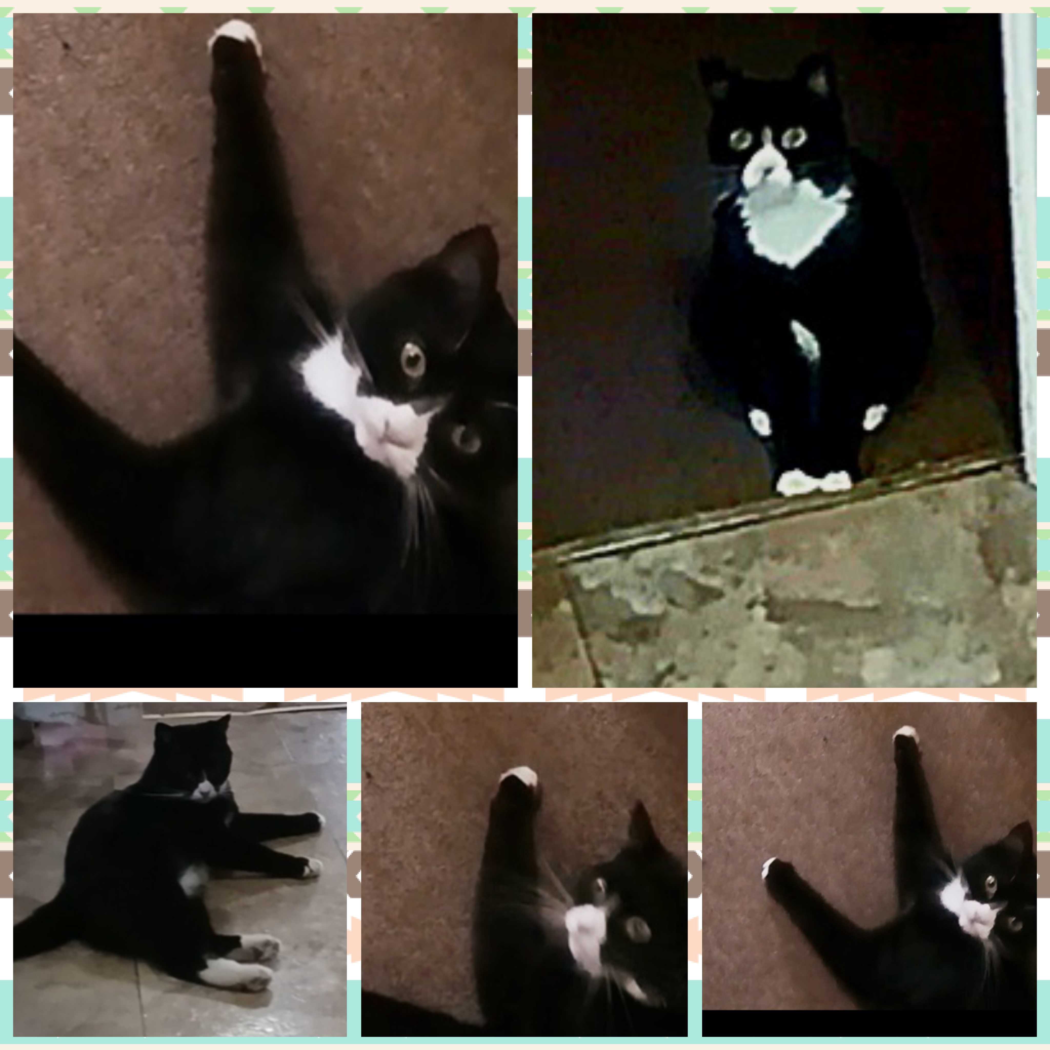/lostandfound/images/lnfpets/original/157683_photo.jpg