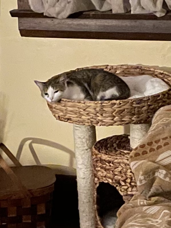/lostandfound/images/lnfpets/original/157701_photo.jpeg