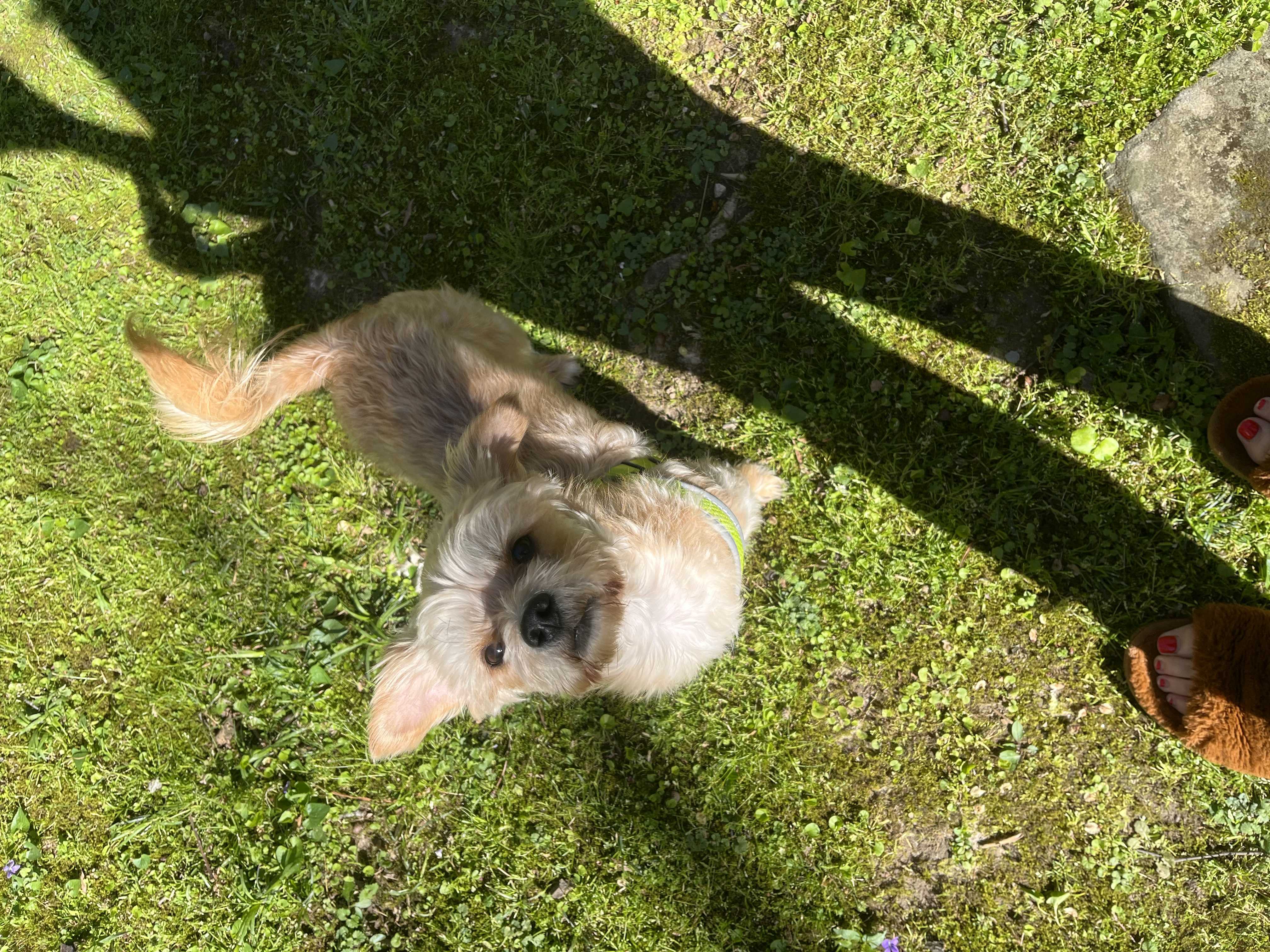 /lostandfound/images/lnfpets/original/157725_photo.jpeg