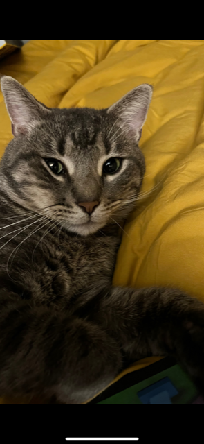 /lostandfound/images/lnfpets/original/157746_photo.png