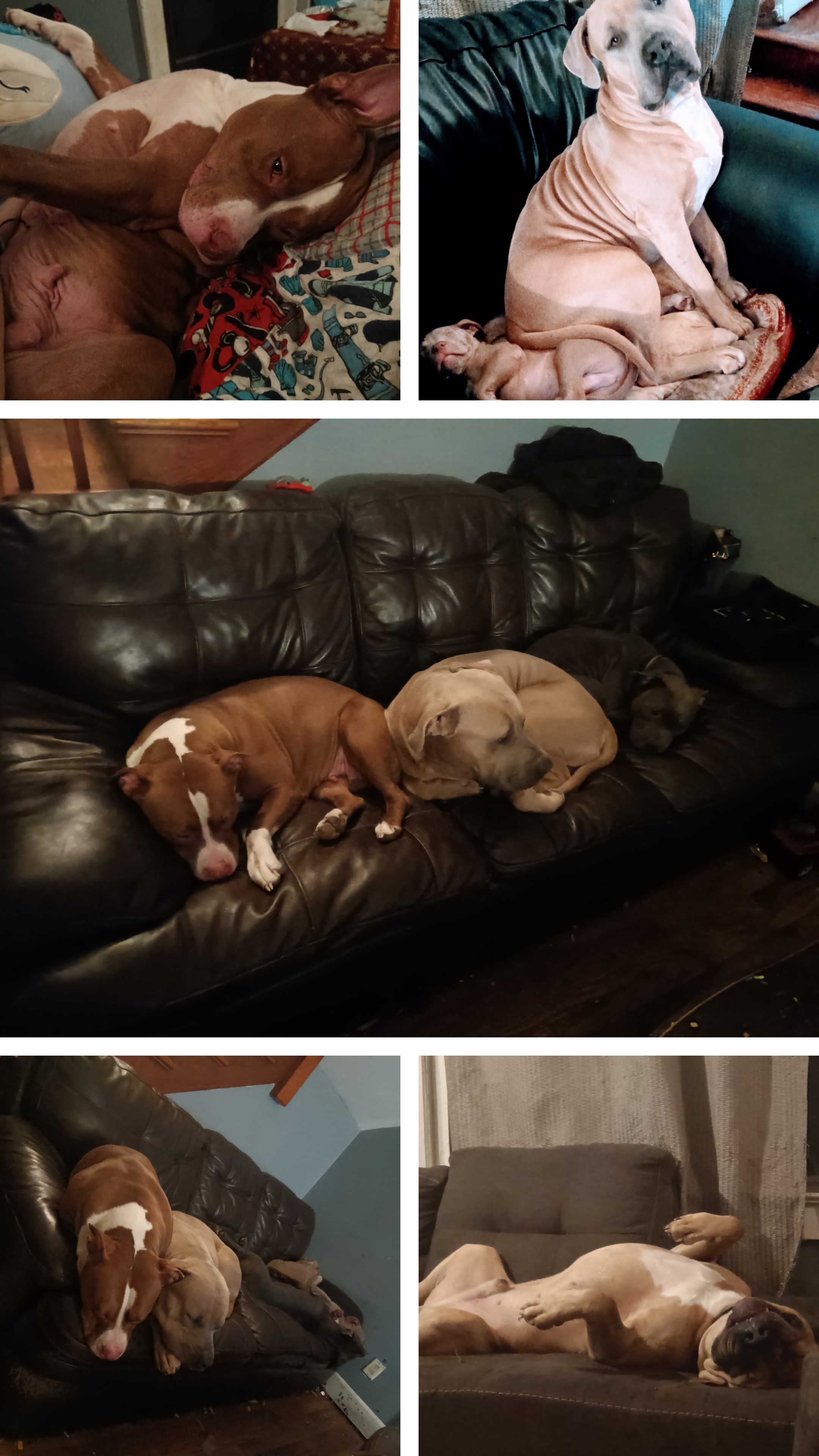 /lostandfound/images/lnfpets/original/157753_photo.jpg