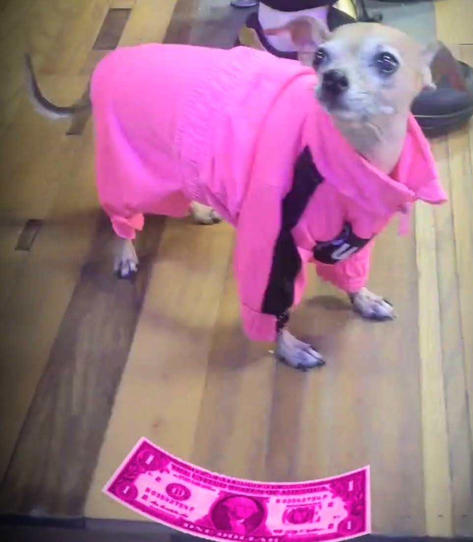 /lostandfound/images/lnfpets/original/157780_photo.jpeg
