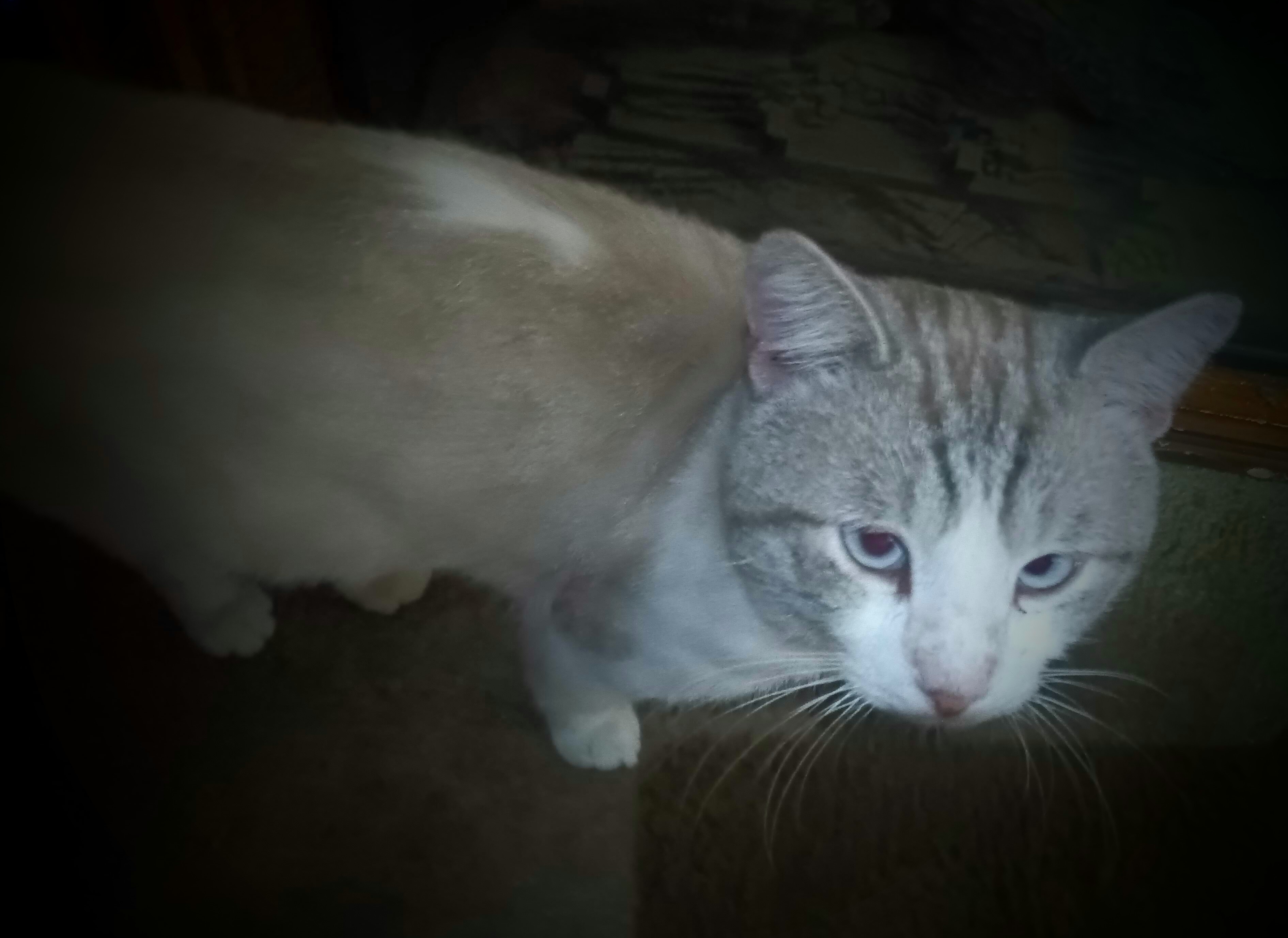 /lostandfound/images/lnfpets/original/157793_photo.jpg