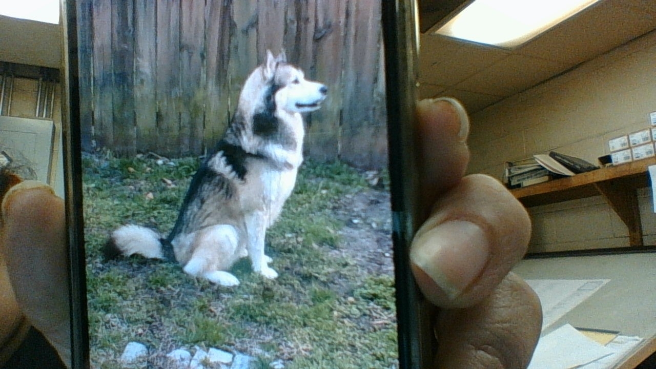 /lostandfound/images/lnfpets/original/157795_photo.jpg