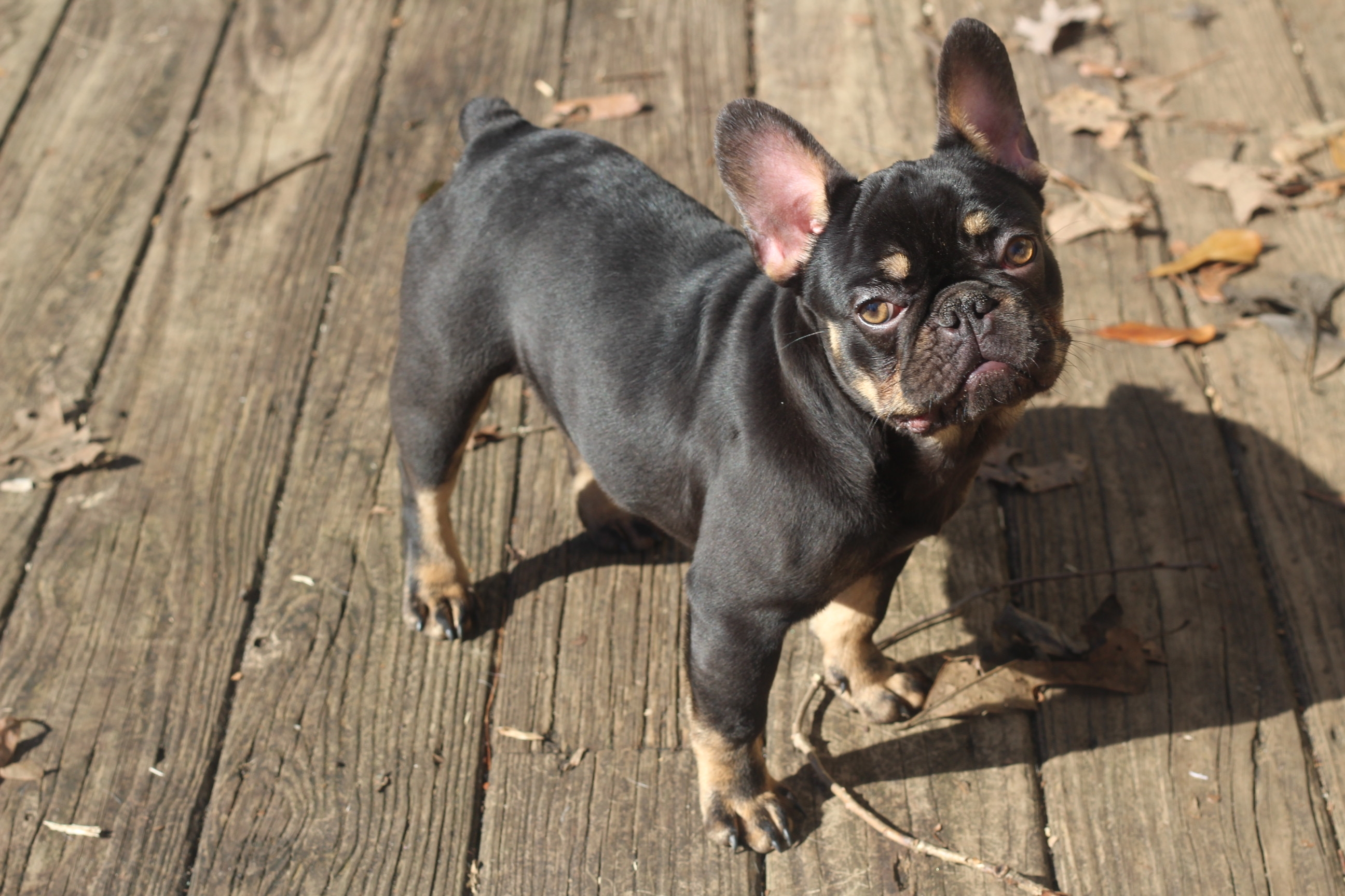 /lostandfound/images/lnfpets/original/157811_photo.jpeg