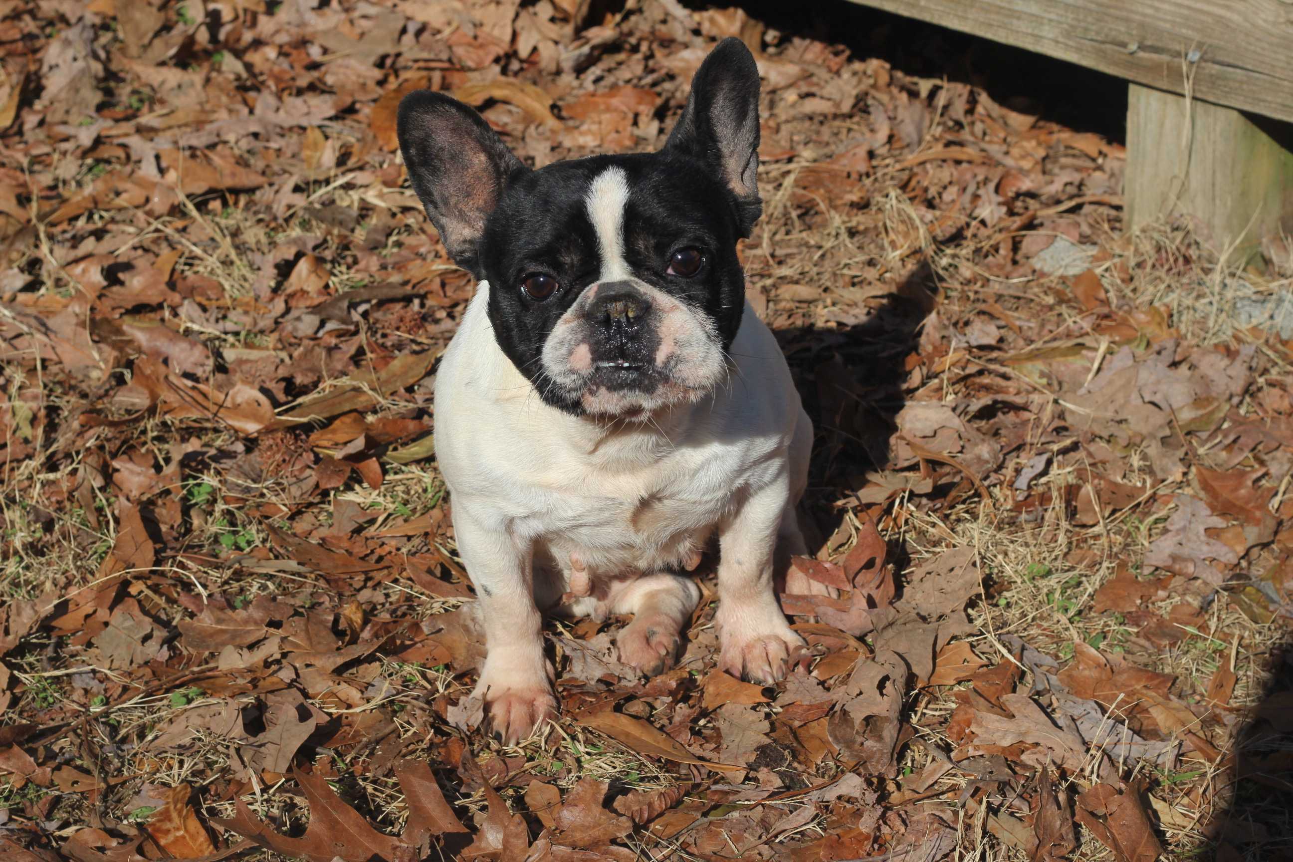 /lostandfound/images/lnfpets/original/157815_photo.jpeg