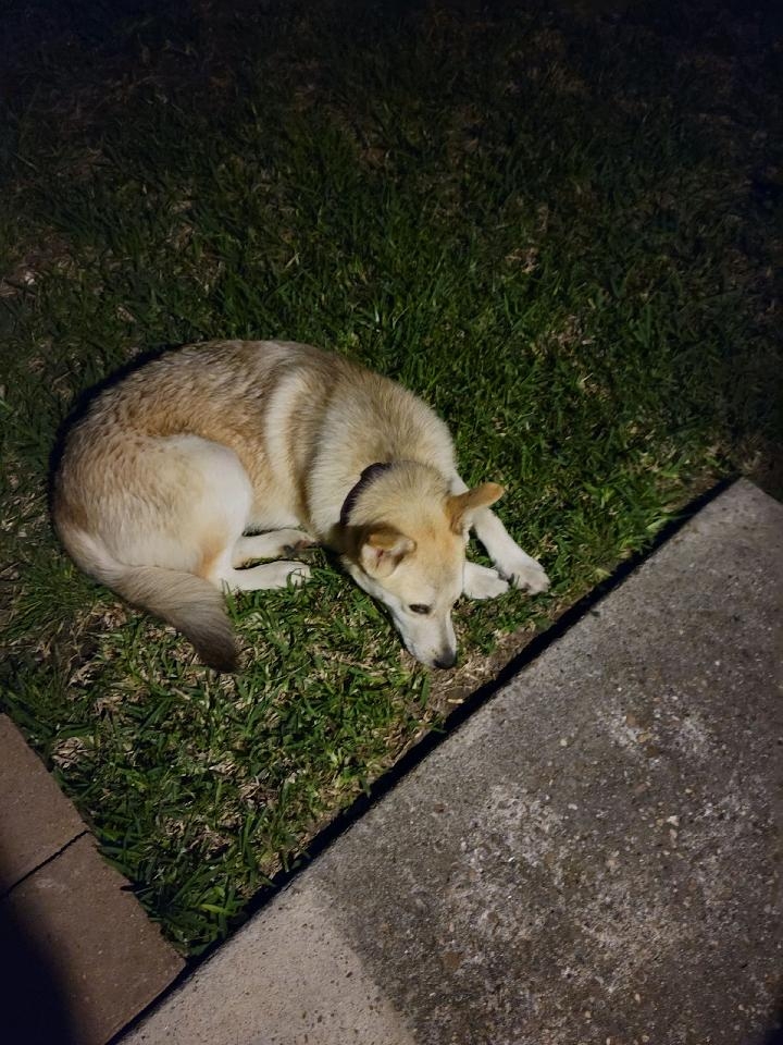 /lostandfound/images/lnfpets/original/157858_photo.jpeg