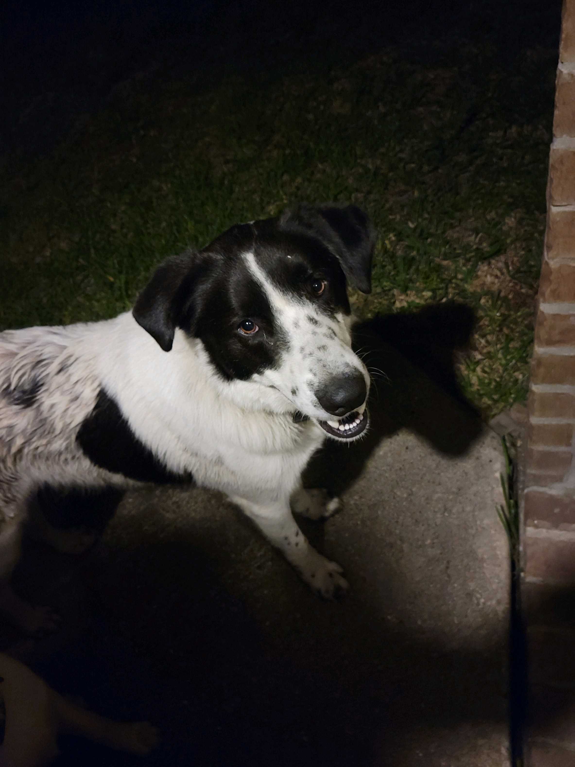 /lostandfound/images/lnfpets/original/157859_photo.jpeg