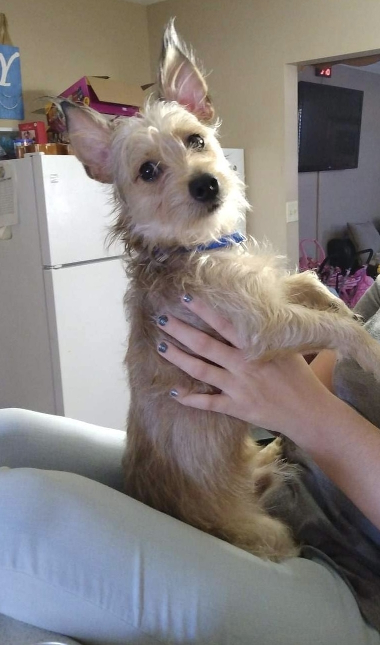 /lostandfound/images/lnfpets/original/157874_photo.jpeg