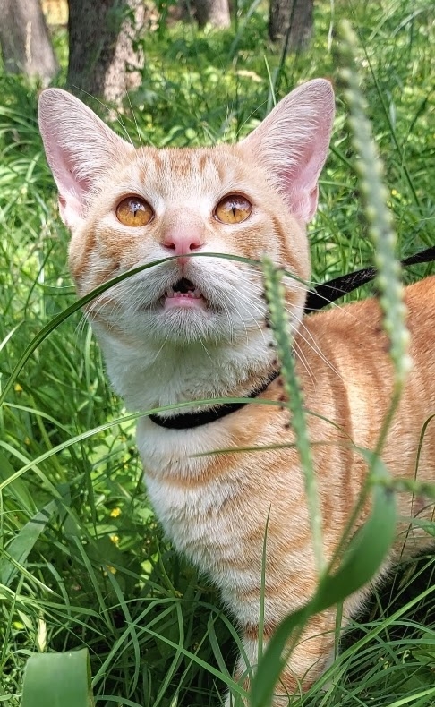 /lostandfound/images/lnfpets/original/157879_photo.jpg