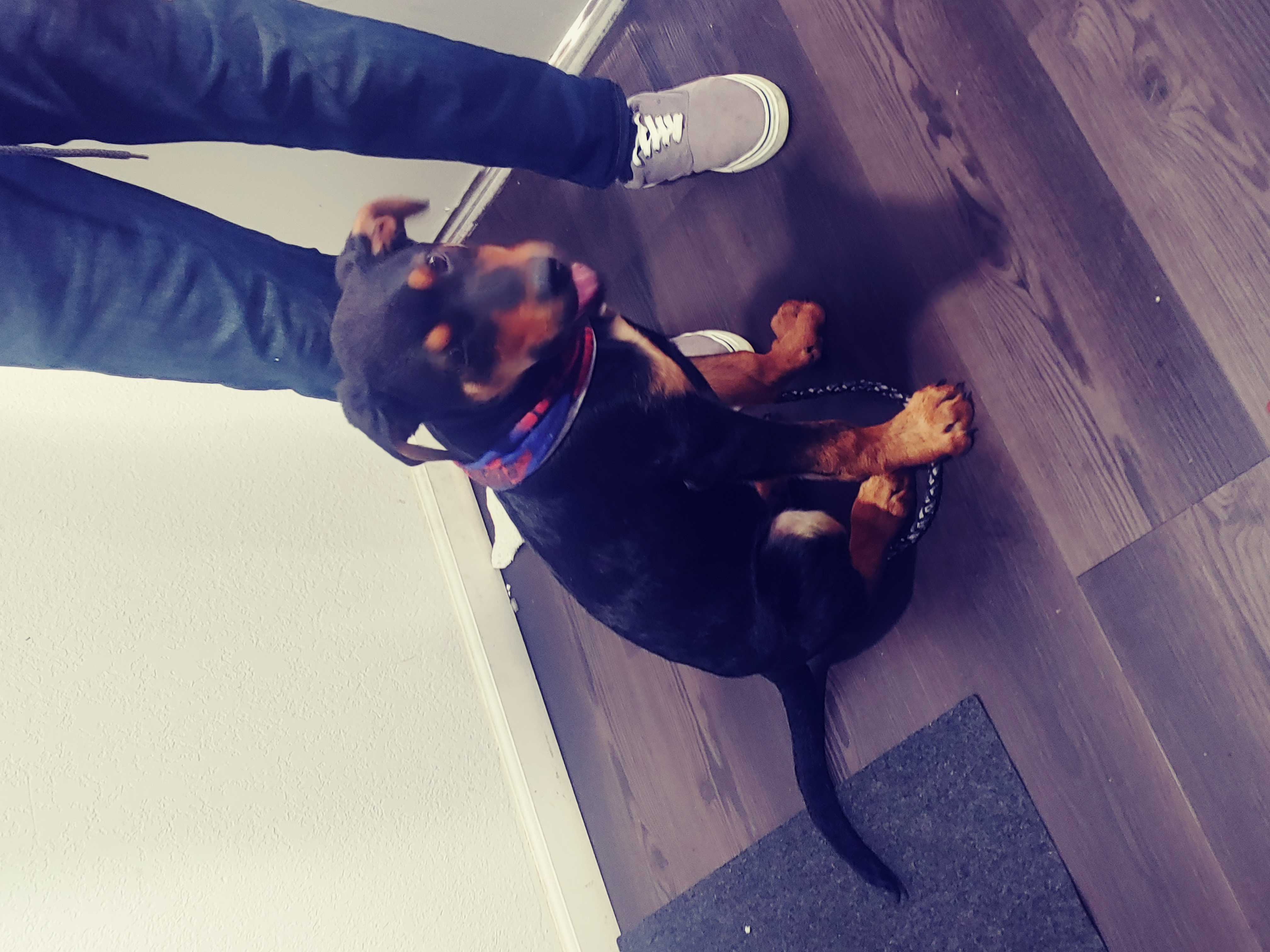 /lostandfound/images/lnfpets/original/157880_photo.jpg