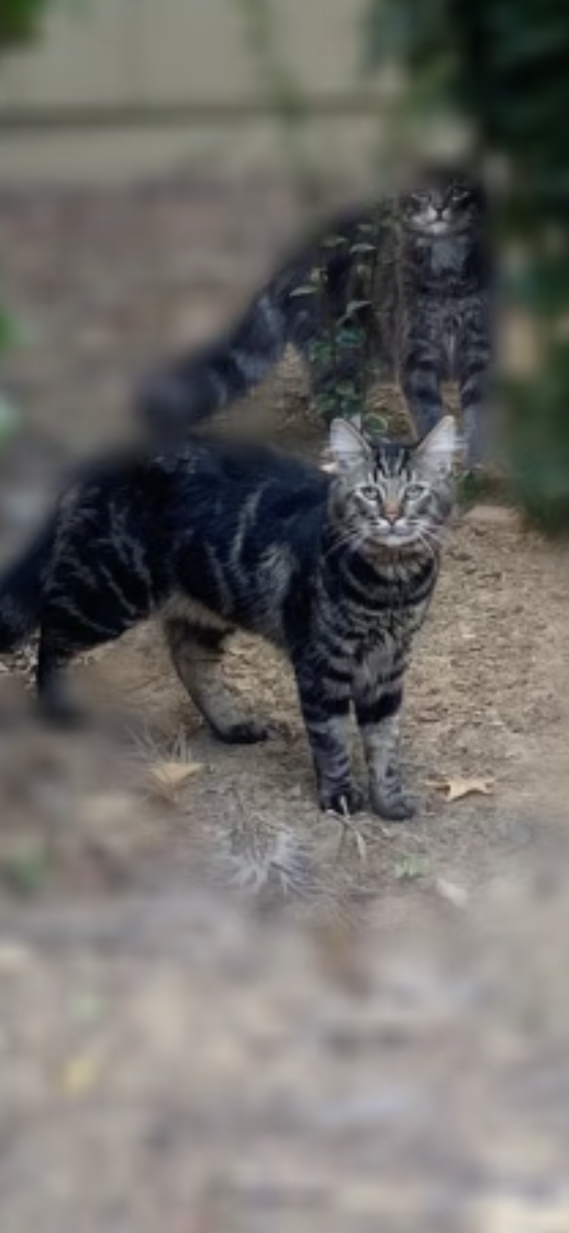 /lostandfound/images/lnfpets/original/157899_photo.png