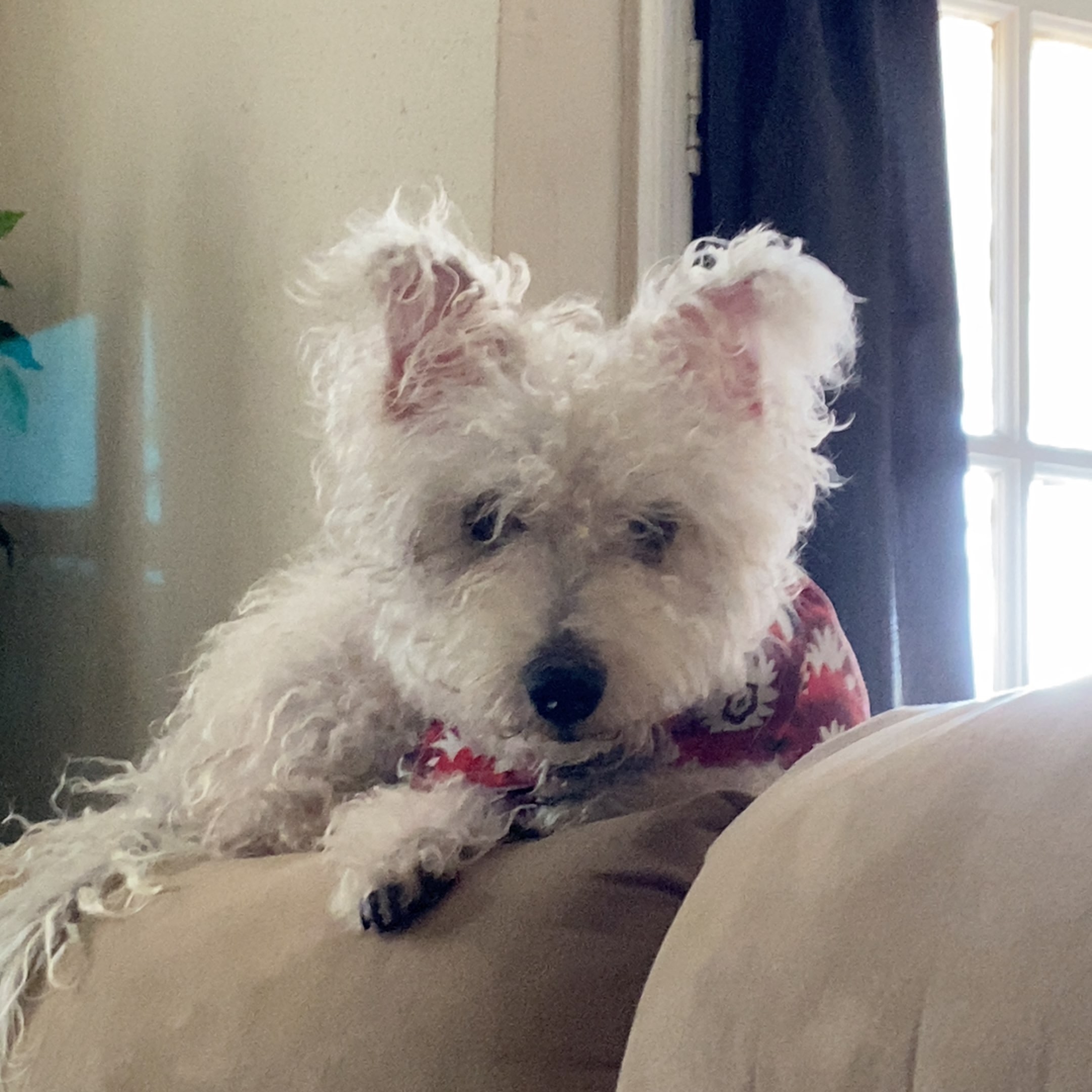 /lostandfound/images/lnfpets/original/157908_photo.jpeg