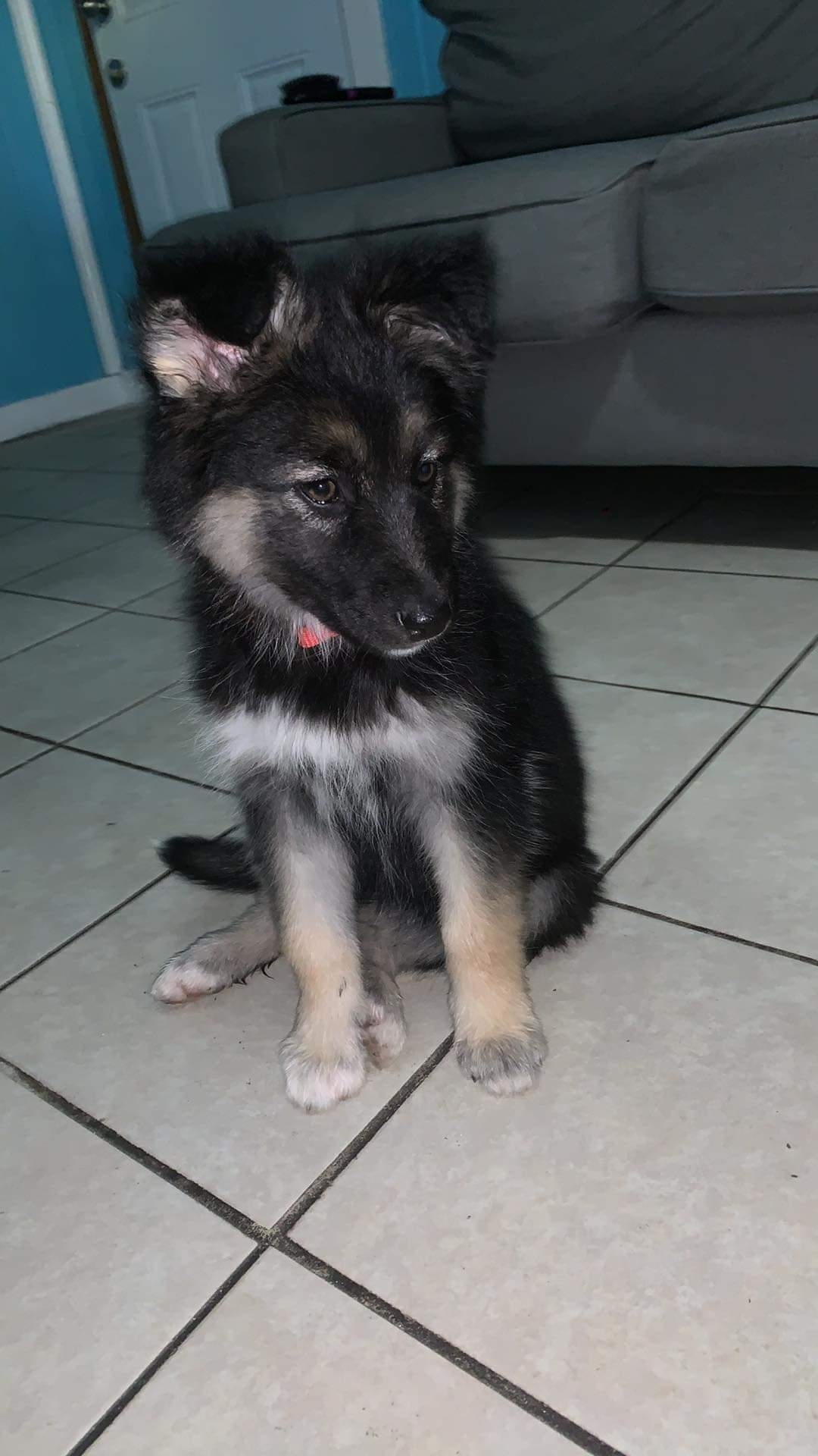 /lostandfound/images/lnfpets/original/157919_photo.jpeg