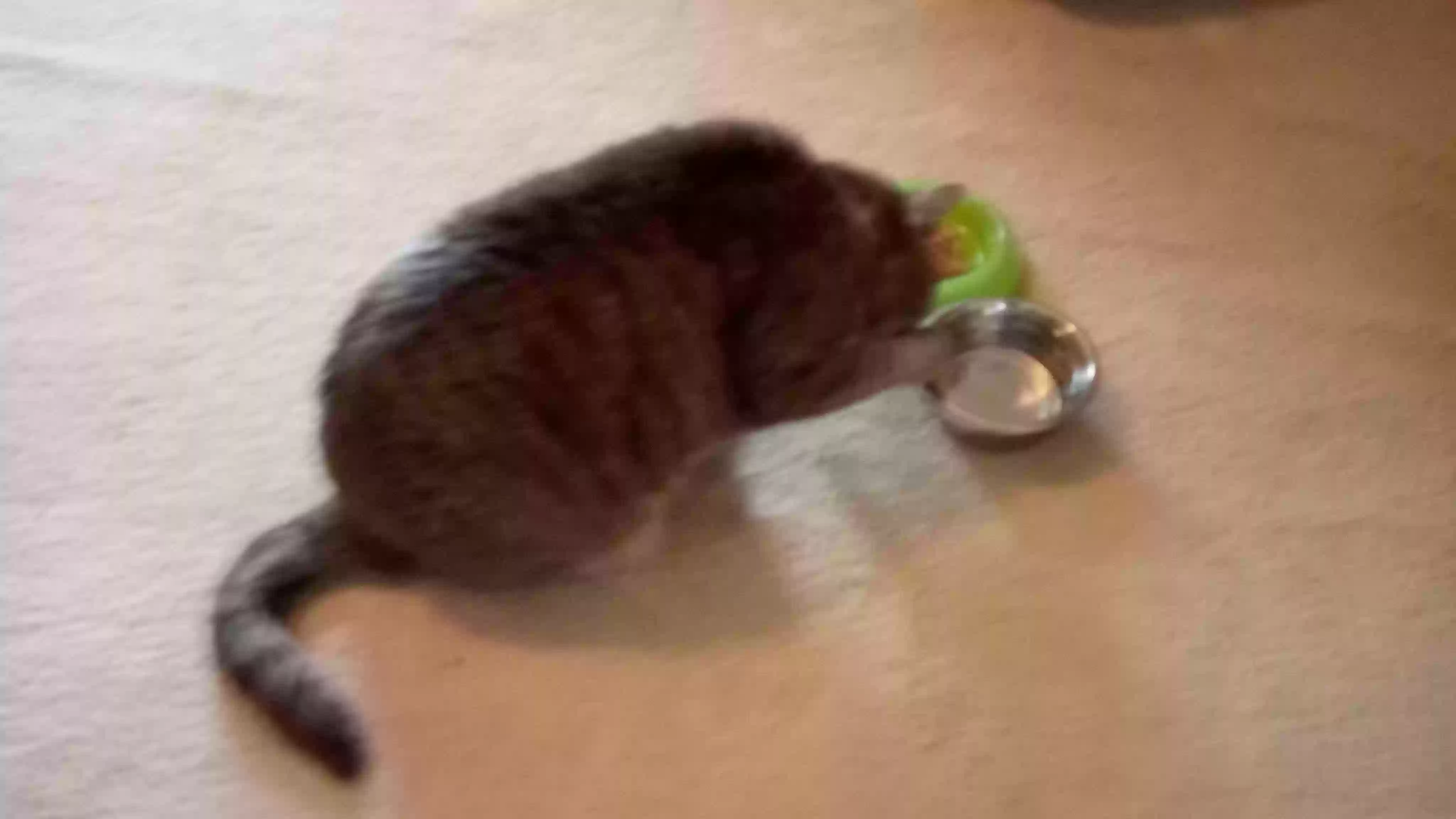/lostandfound/images/lnfpets/original/157991_photo.webp