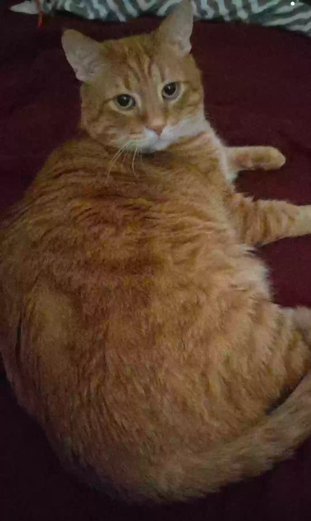 /lostandfound/images/lnfpets/original/157996_photo.webp