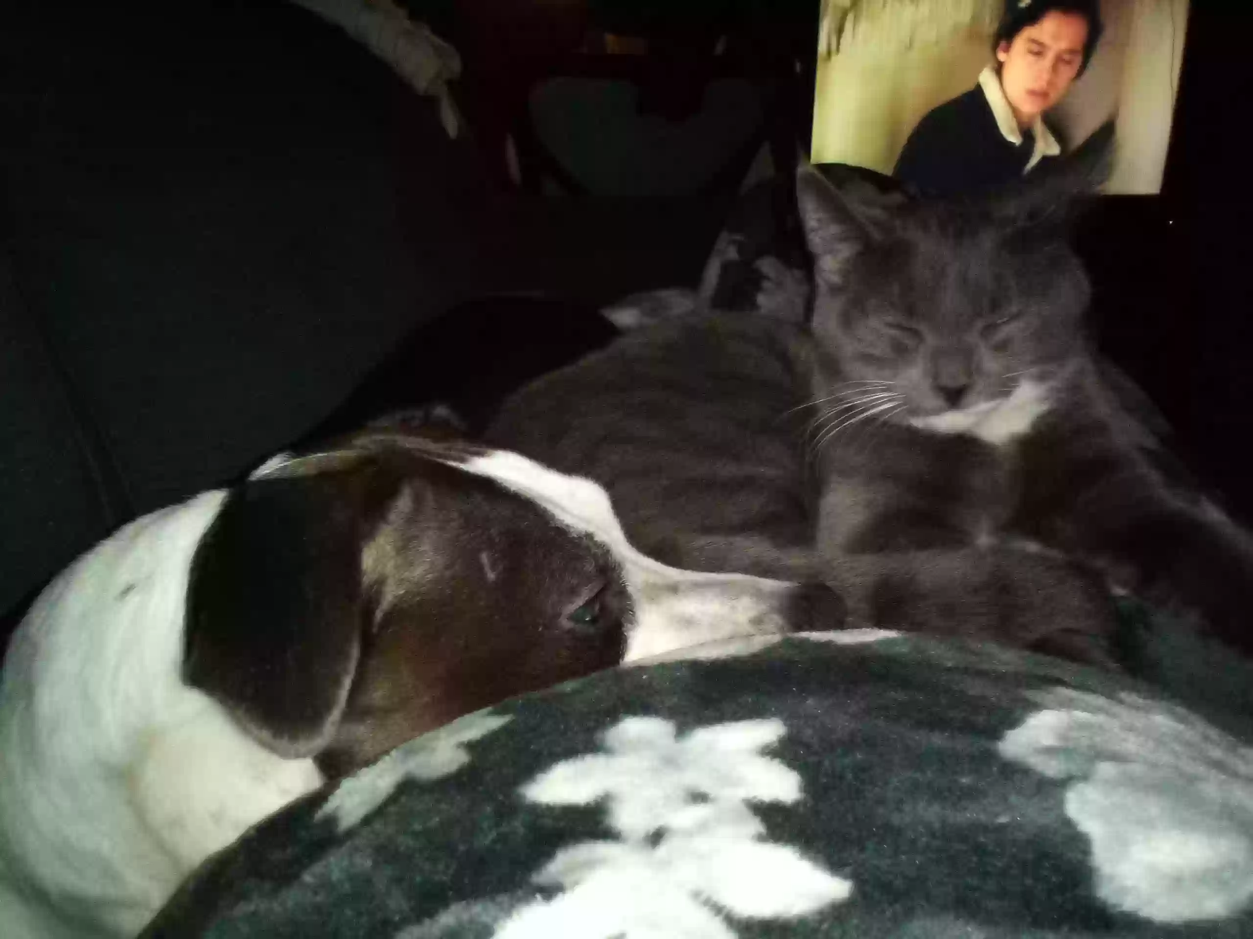 /lostandfound/images/lnfpets/original/158027_photo.webp