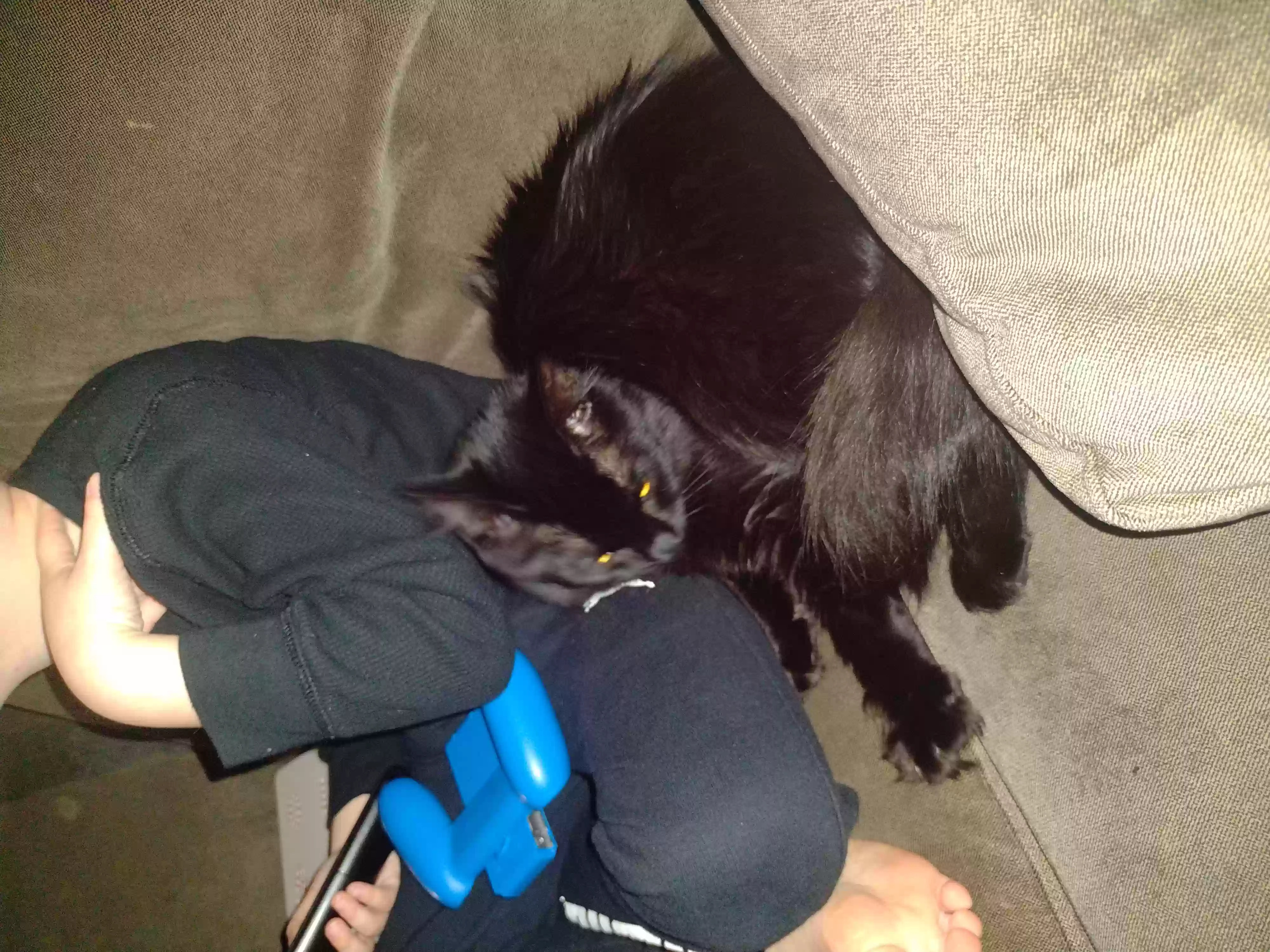 /lostandfound/images/lnfpets/original/158225_photo.webp
