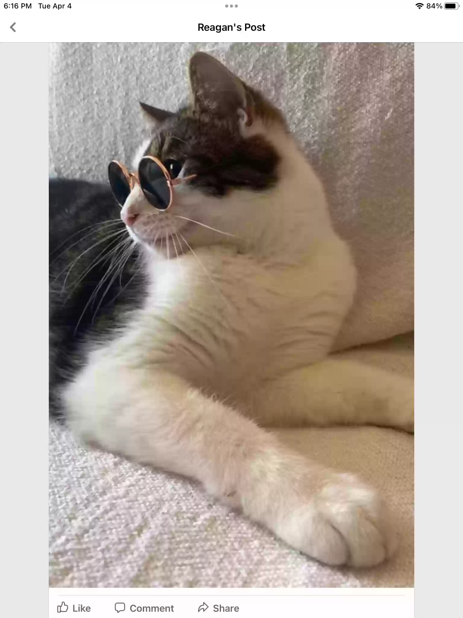 /lostandfound/images/lnfpets/original/158242_photo.webp