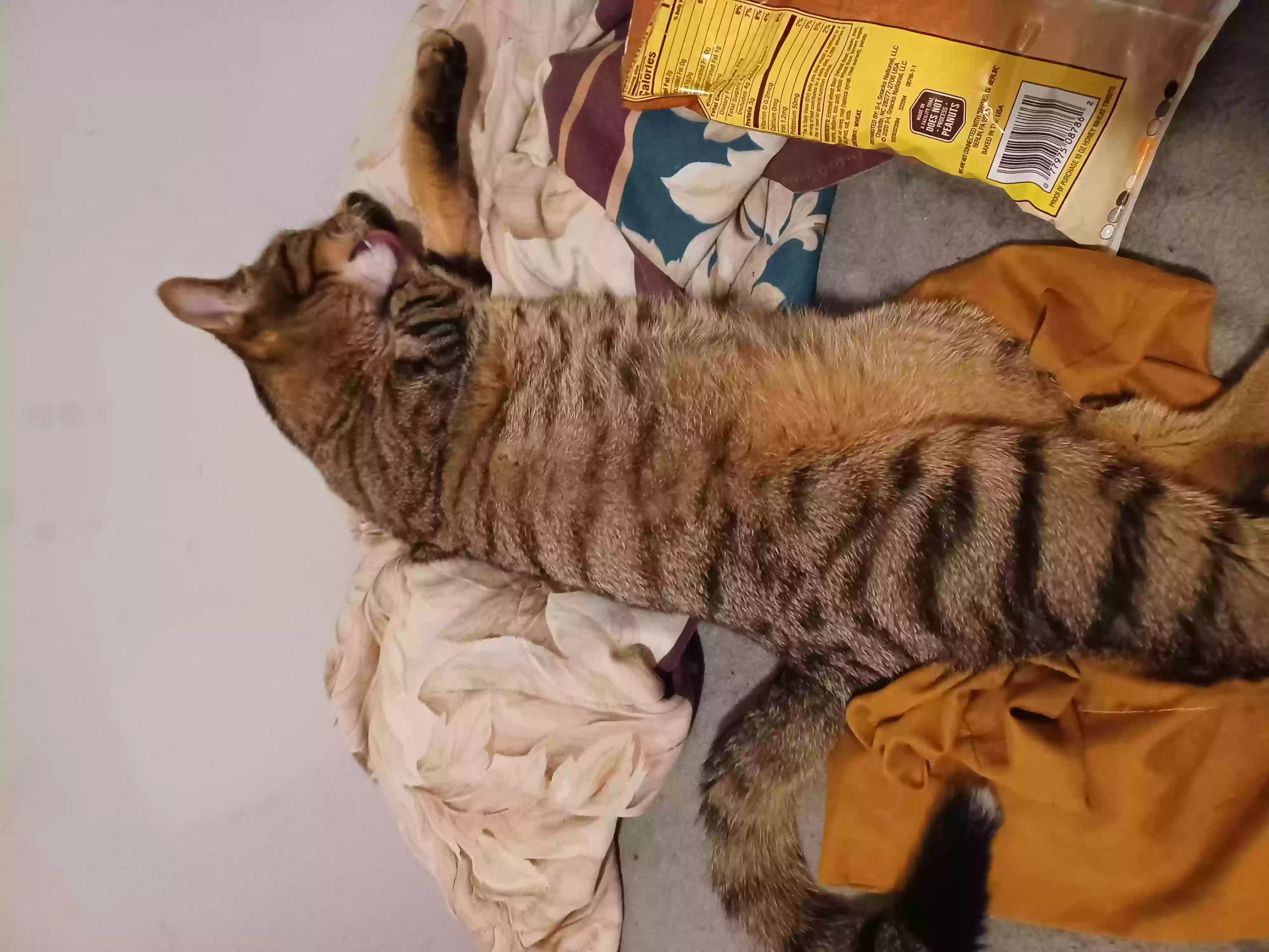 /lostandfound/images/lnfpets/original/158245_photo.webp