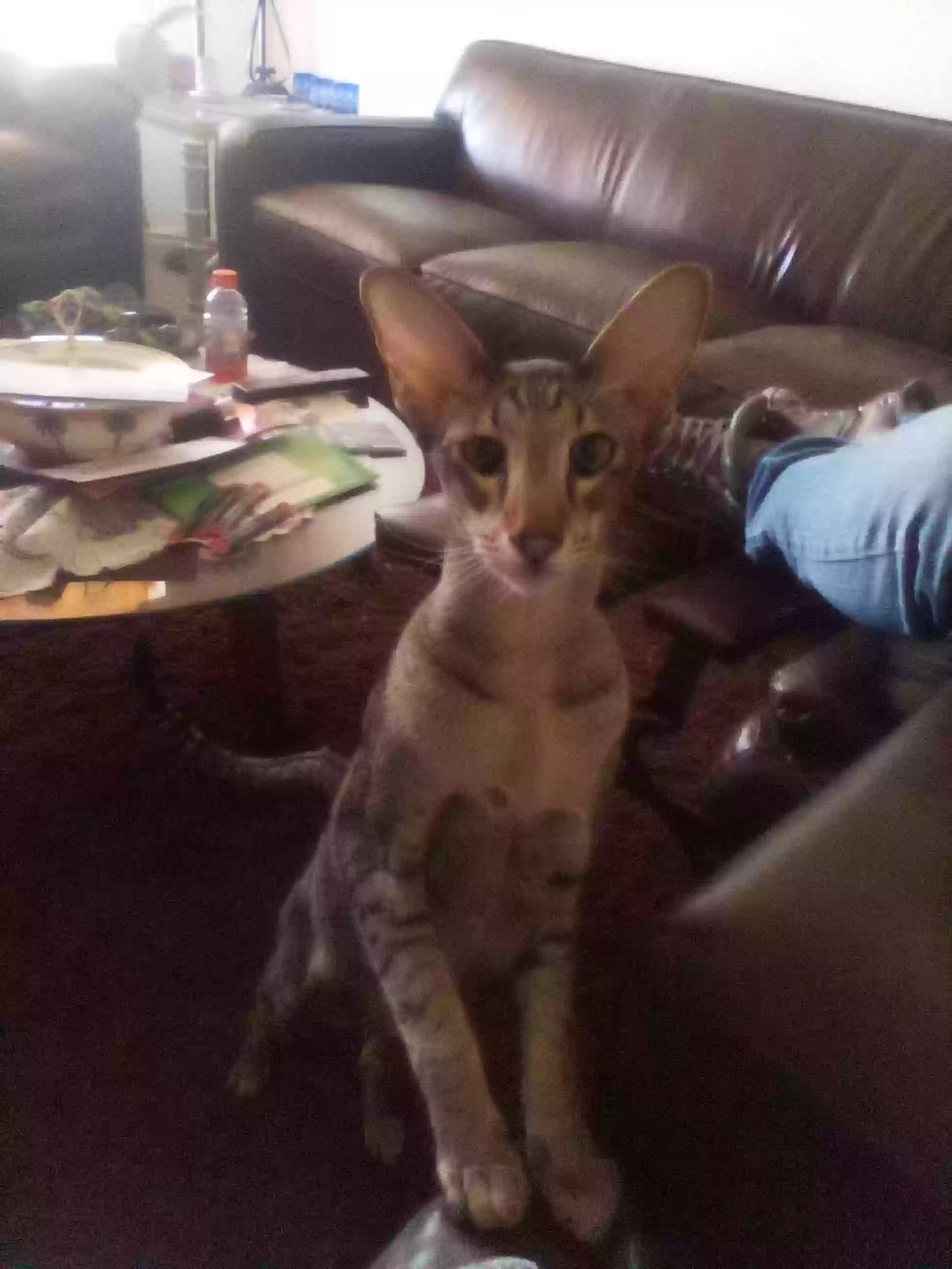 /lostandfound/images/lnfpets/original/158257_photo.webp