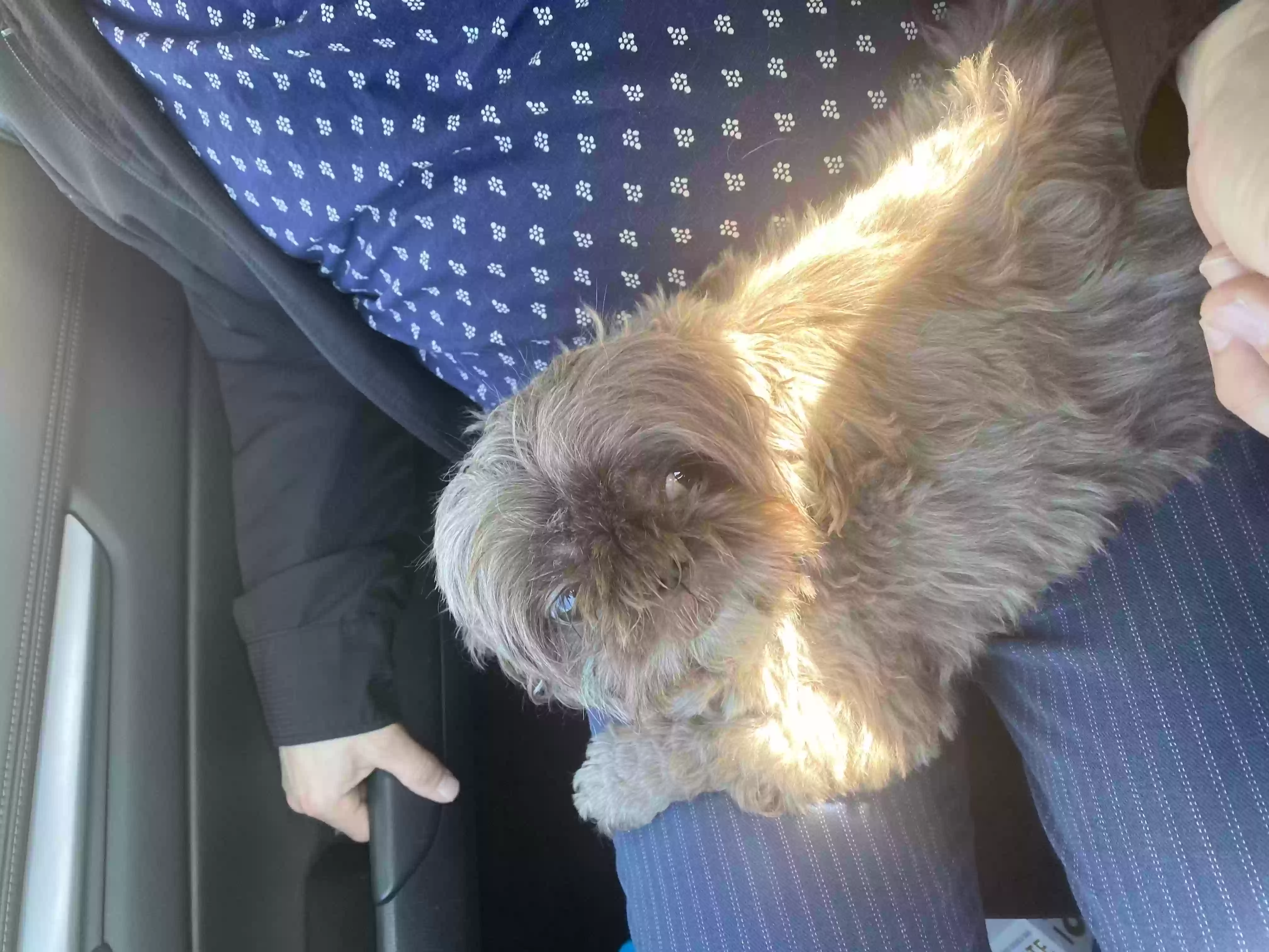 /lostandfound/images/lnfpets/original/158263_photo.webp