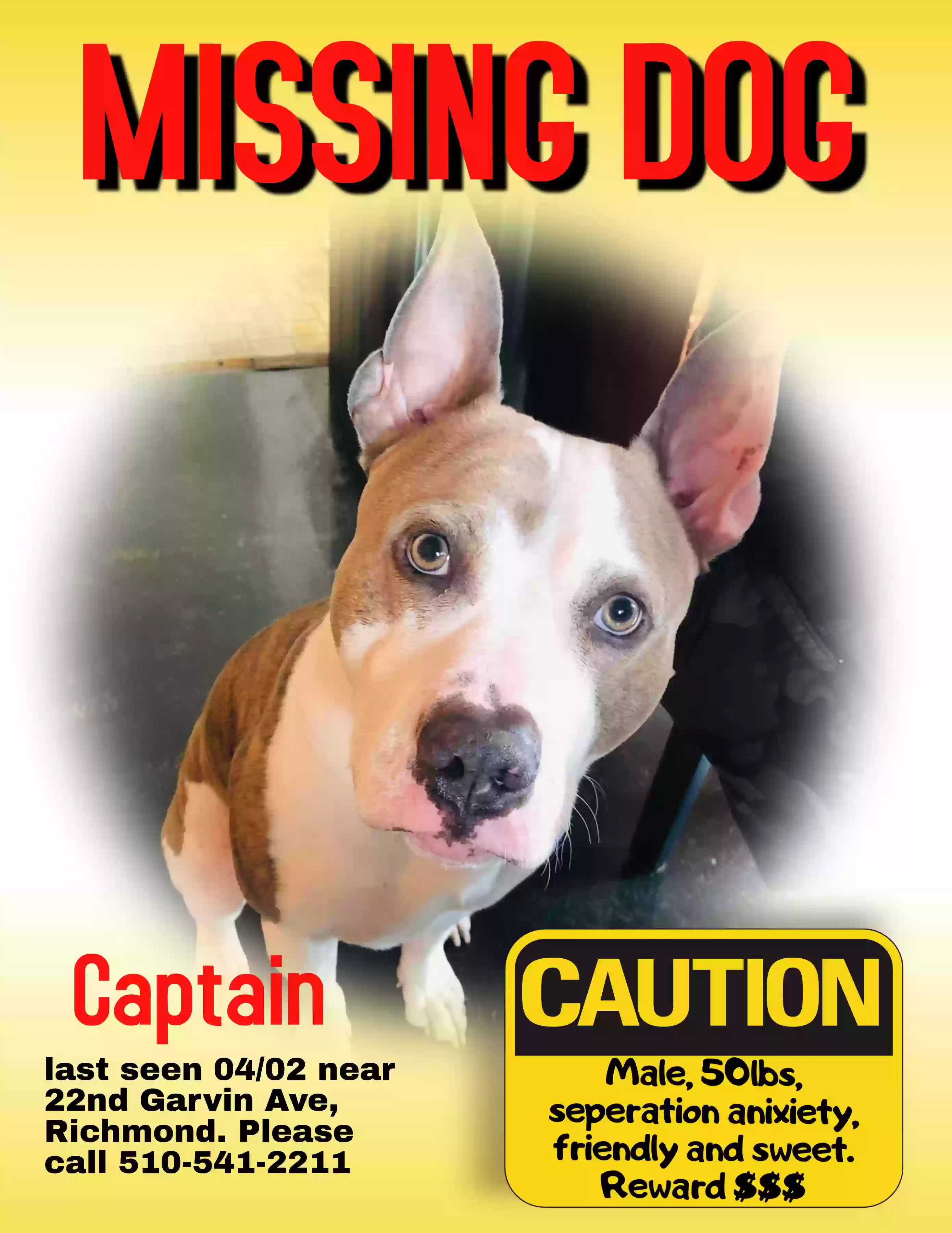 /lostandfound/images/lnfpets/original/158277_photo.webp