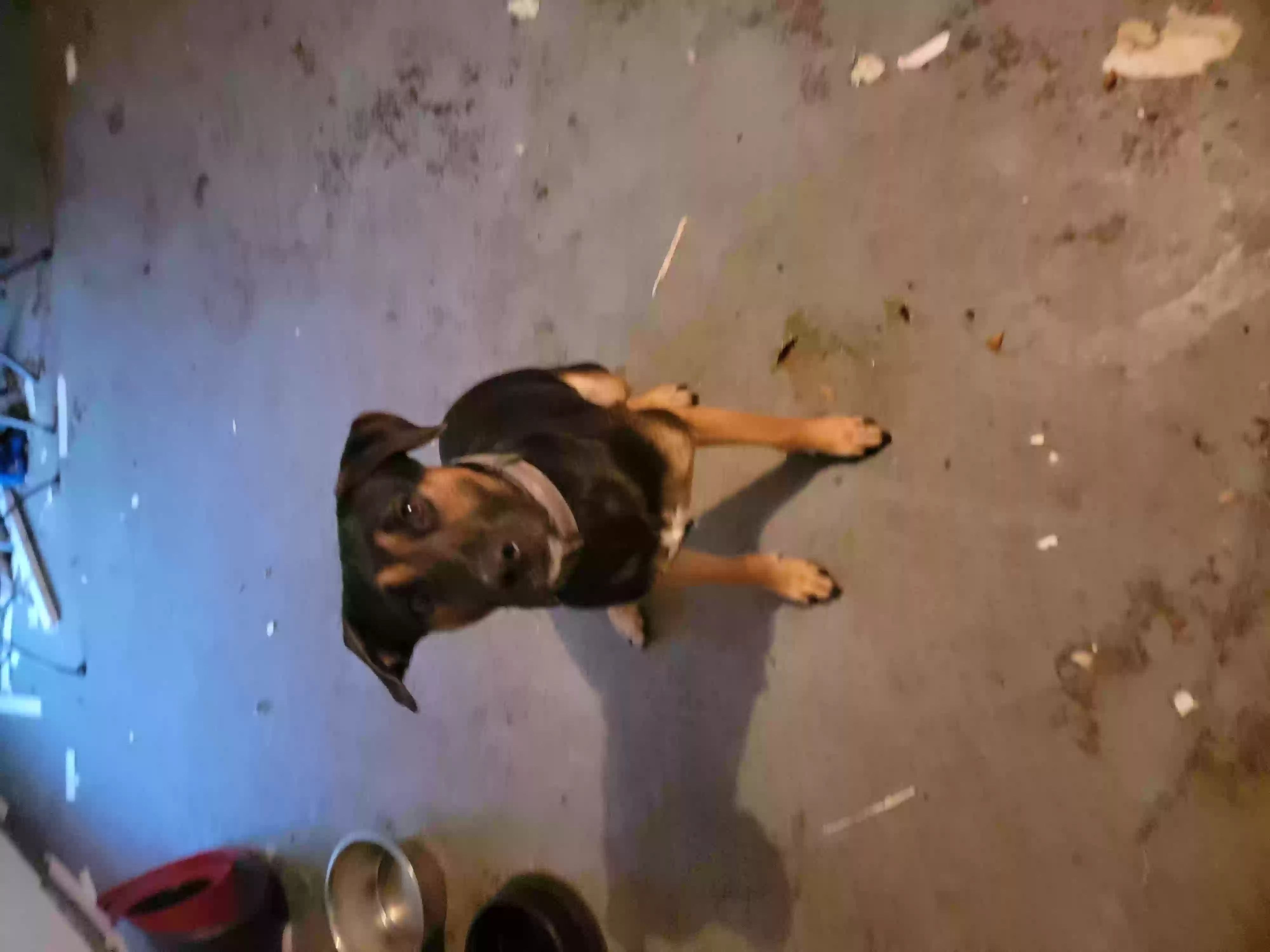 /lostandfound/images/lnfpets/original/158372_photo.webp
