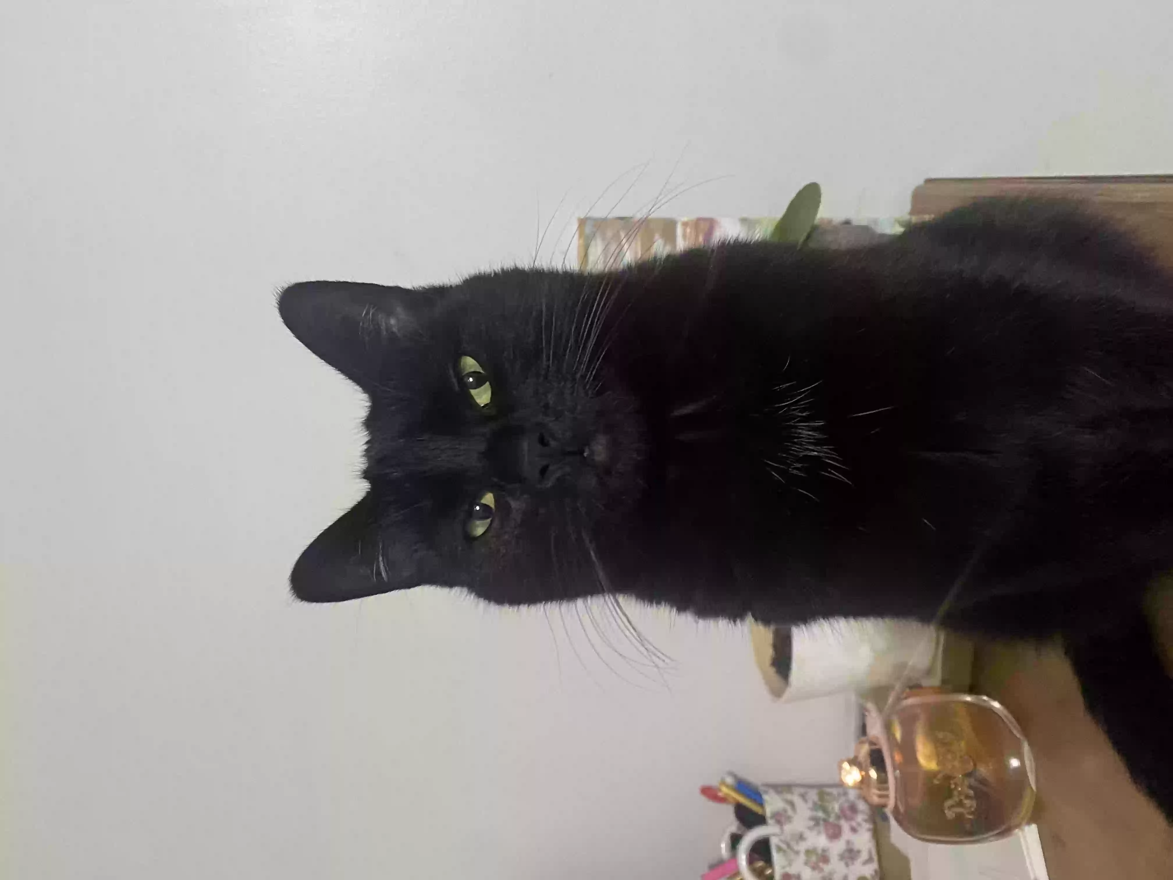 /lostandfound/images/lnfpets/original/158397_photo.webp