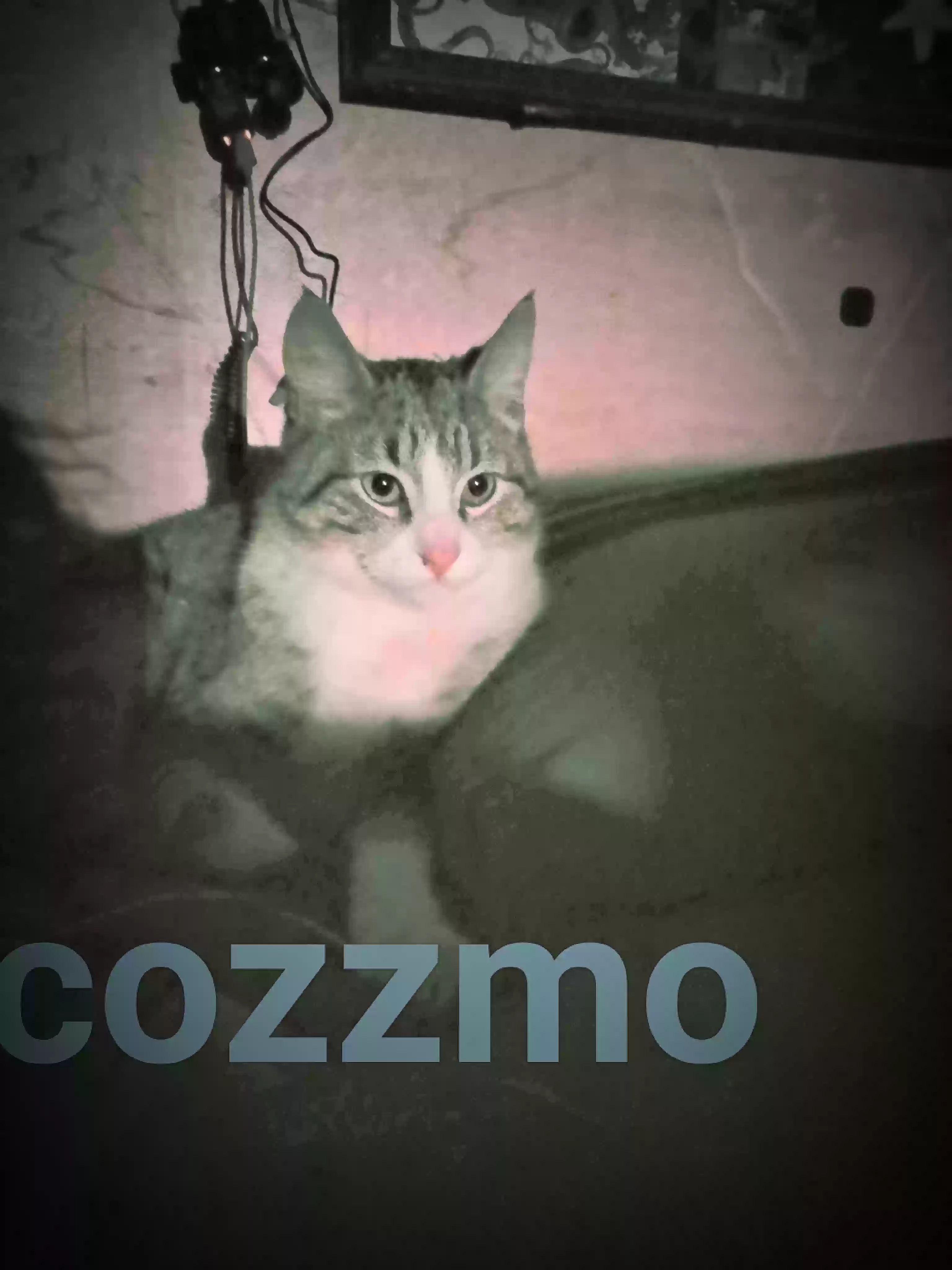 /lostandfound/images/lnfpets/original/158423_photo.webp