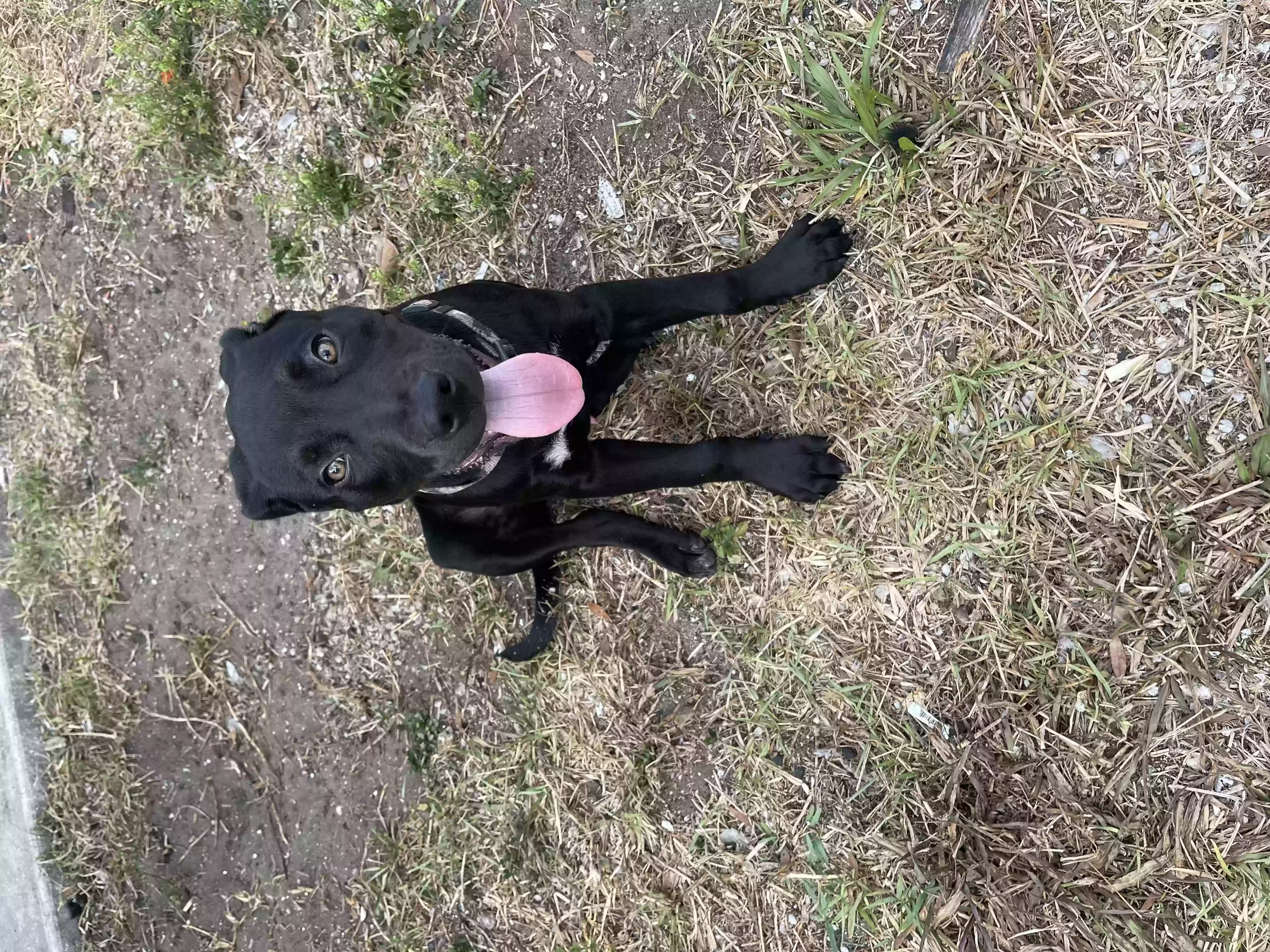 /lostandfound/images/lnfpets/original/158439_photo.webp