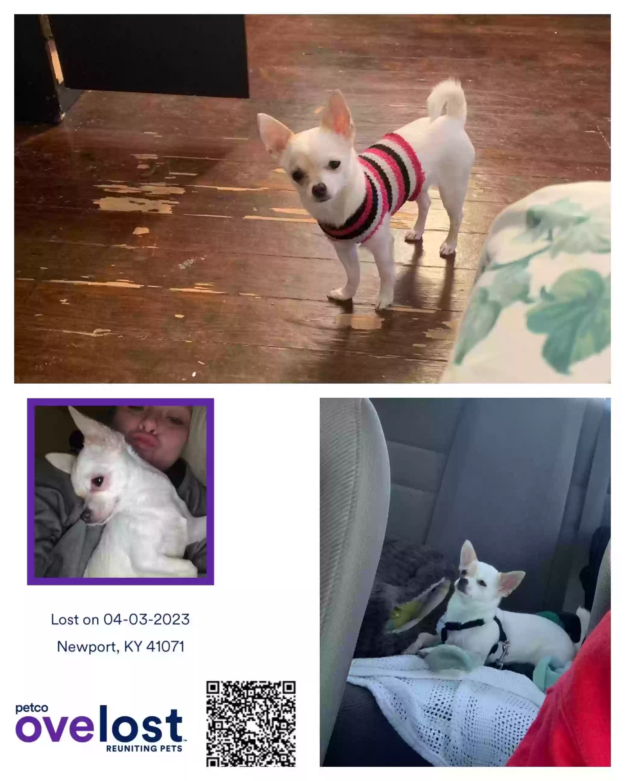 /lostandfound/images/lnfpets/original/158472_photo.webp
