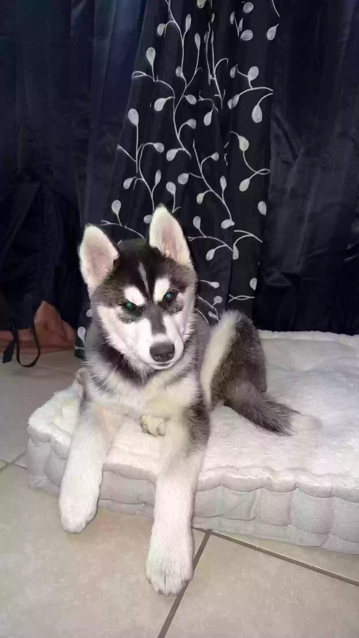 /lostandfound/images/lnfpets/original/158517_photo.webp