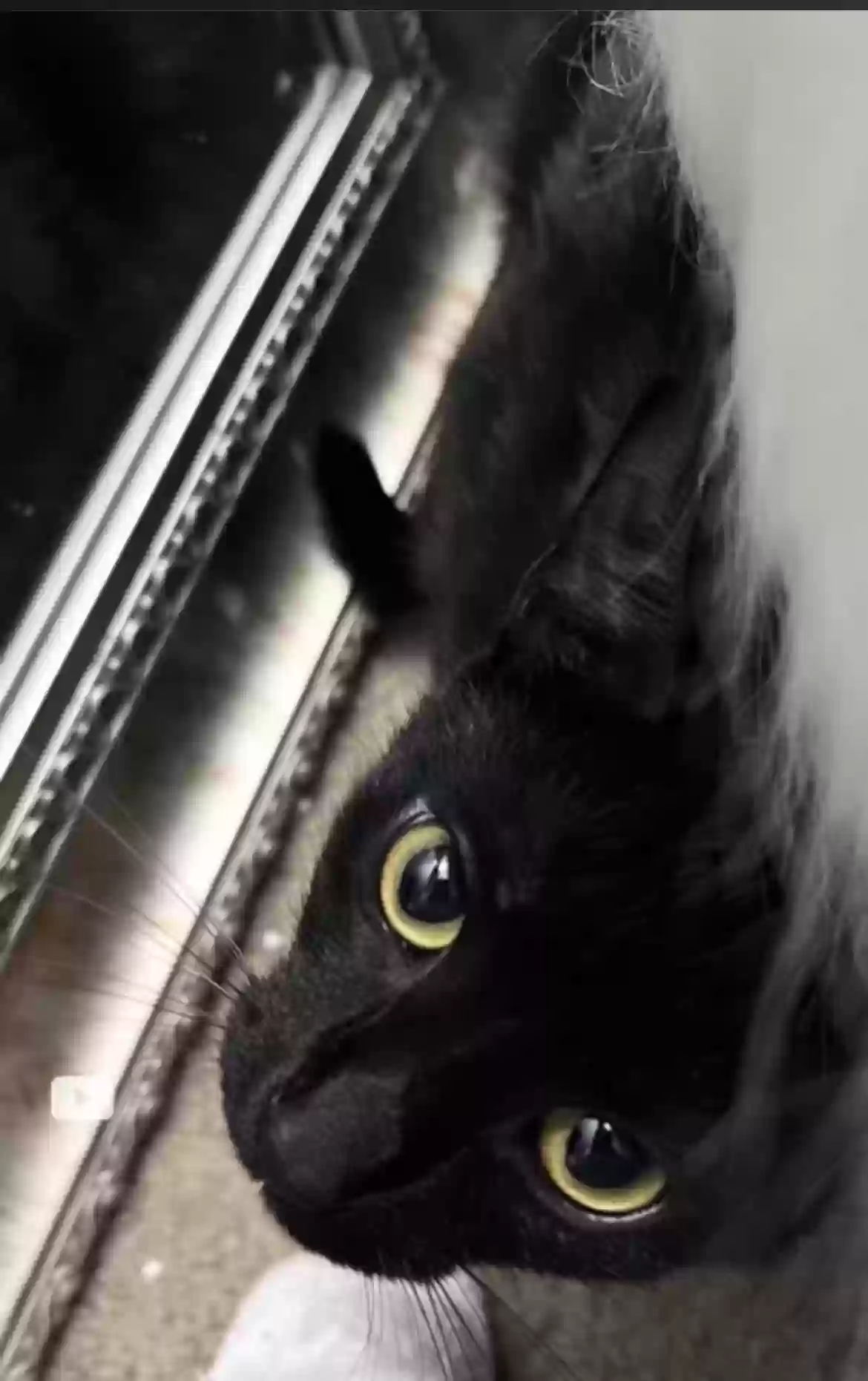 /lostandfound/images/lnfpets/original/158532_2305_D617C16D-2F63-4F8F-882E-8B82E6275292.webp