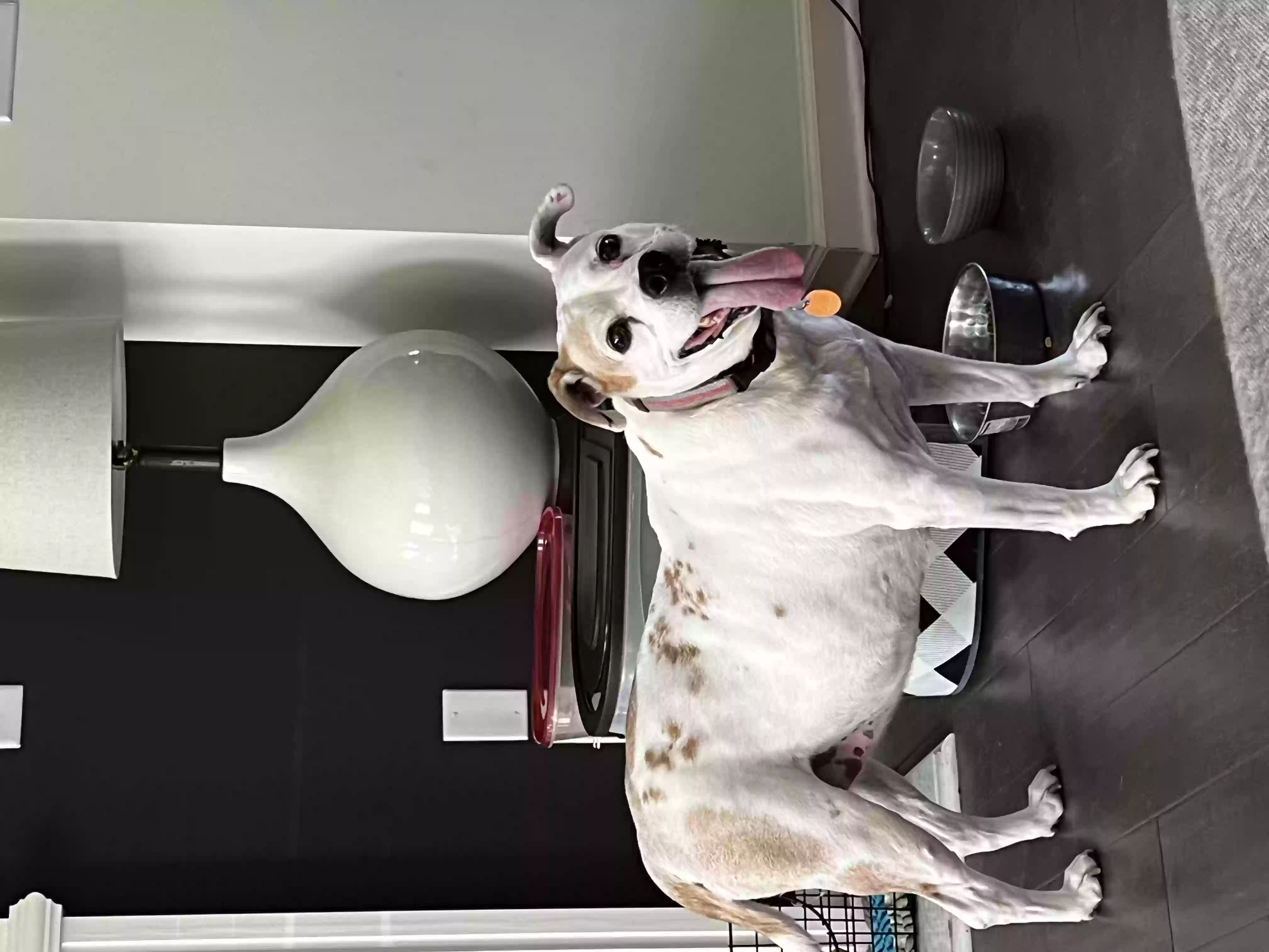 /lostandfound/images/lnfpets/original/158539_photo.webp