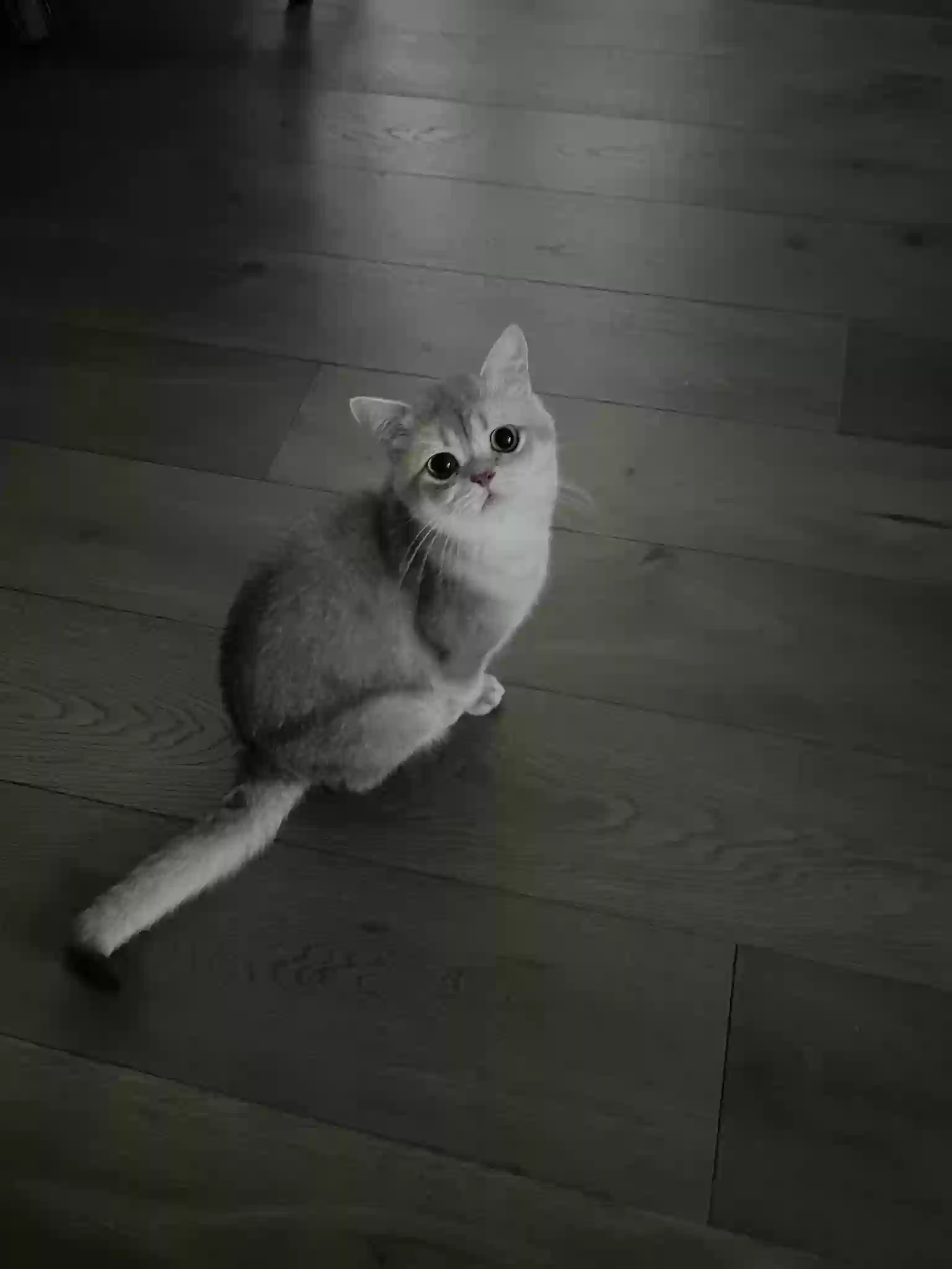 /lostandfound/images/lnfpets/original/158567_photo.webp