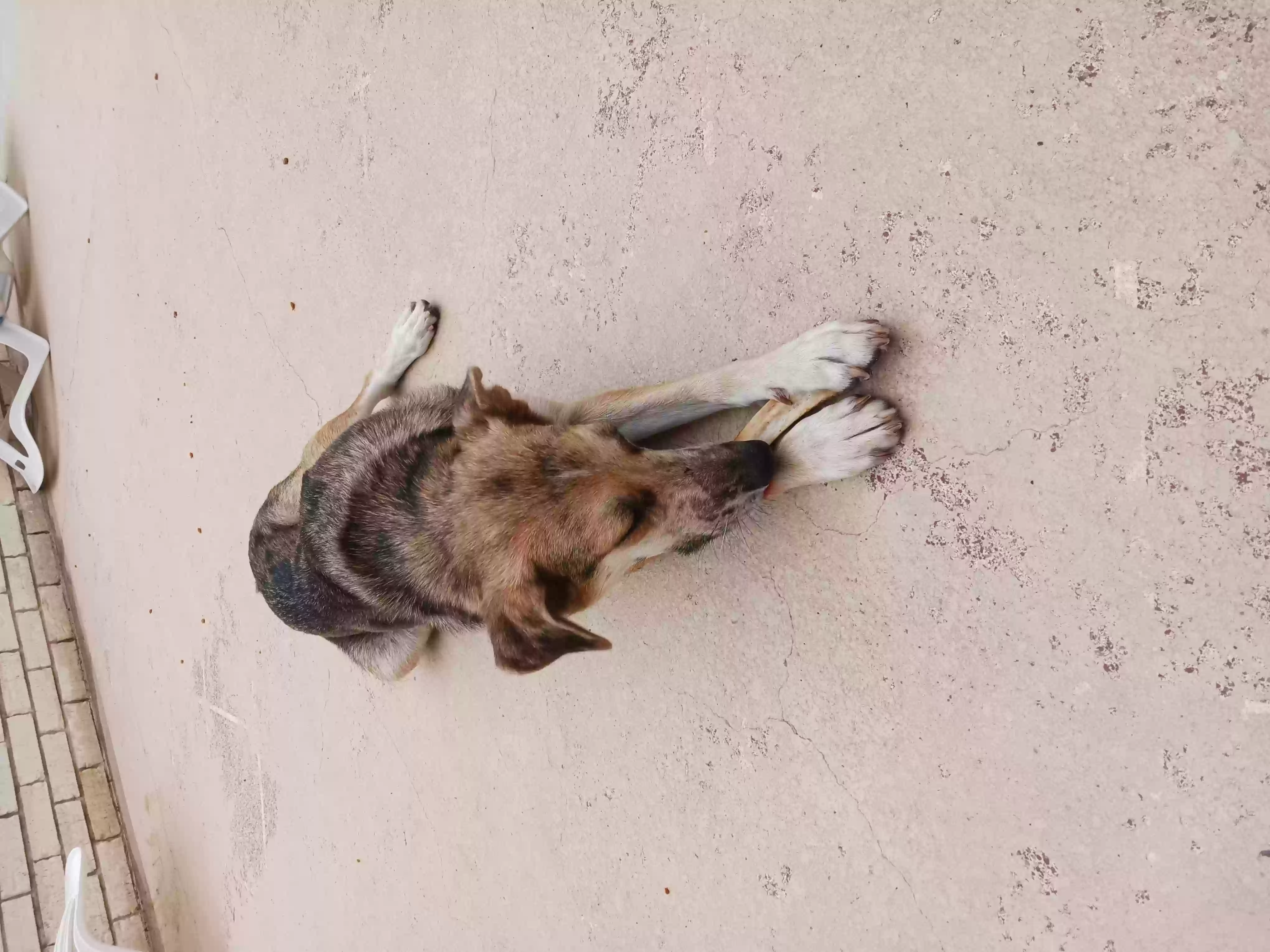 /lostandfound/images/lnfpets/original/158636_photo.webp